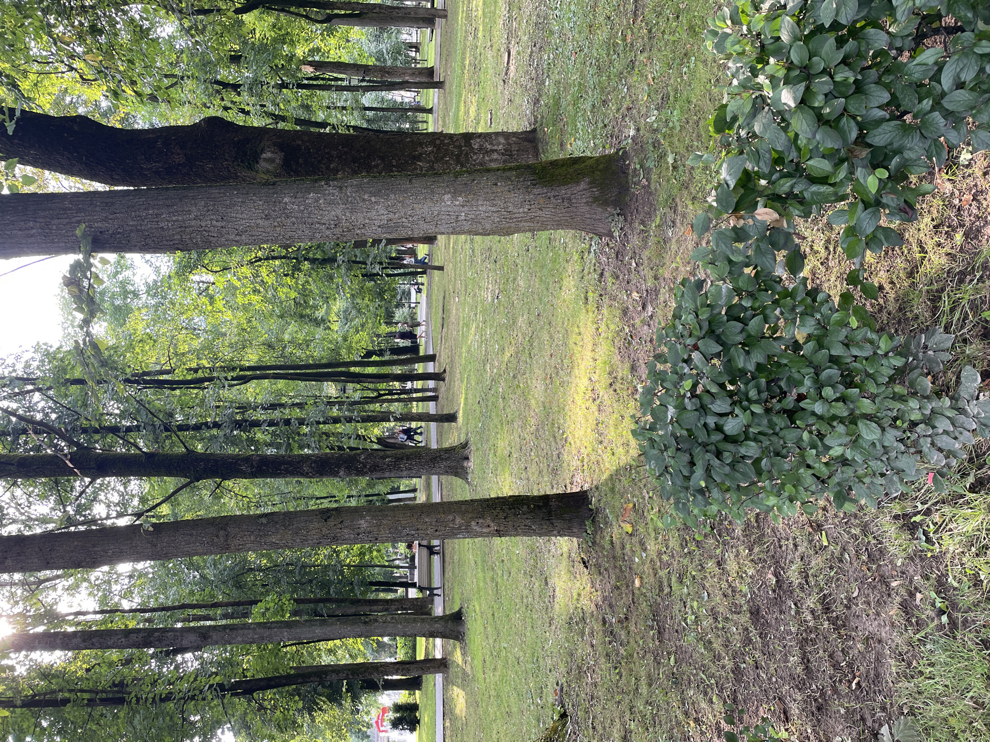 This image depicts a park scene with tall trees, a grassy lawn, and a paved path in the background. Sunlight filters through the leaves of the trees, creating dappled patterns on the ground. Several people are visible walking along the path and sitting on a bench. A person is sitting on a bench in the middle ground. In the foreground, a dense green bush is prominently featured. The overall setting suggests a public park in Radkevshchina, Russia, during the daytime.