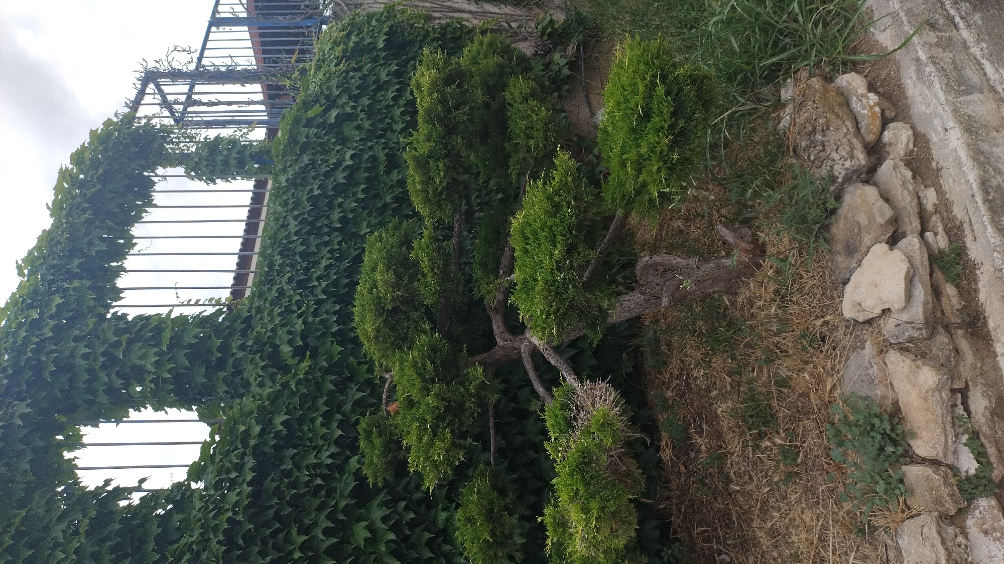 An outdoor scene in Νέα Κερασιά, Greece features a mature bonsai tree with gnarled branches and dense green foliage, positioned in front of a wall covered in ivy. The bonsai sits on a bed of dry grass and soil, with a few scattered rocks in the foreground. Behind the bonsai, the ivy wall is extensive, climbing over a metal fence and an archway. The sky above is overcast.
