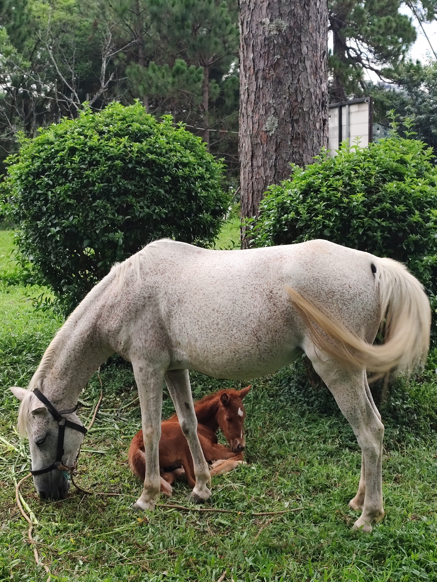In Da Lat, Vietnam, a dappled grey horse with a black halter grazes on a grassy field. Beside it, a brown foal rests on the grass, its head tucked. The scene is set against a backdrop of lush green bushes and tall trees, with a large, textured tree trunk dominating the mid-ground. In the distance, a white structure with dark vertical lines is partially visible behind the foliage. The lighting suggests an overcast day.