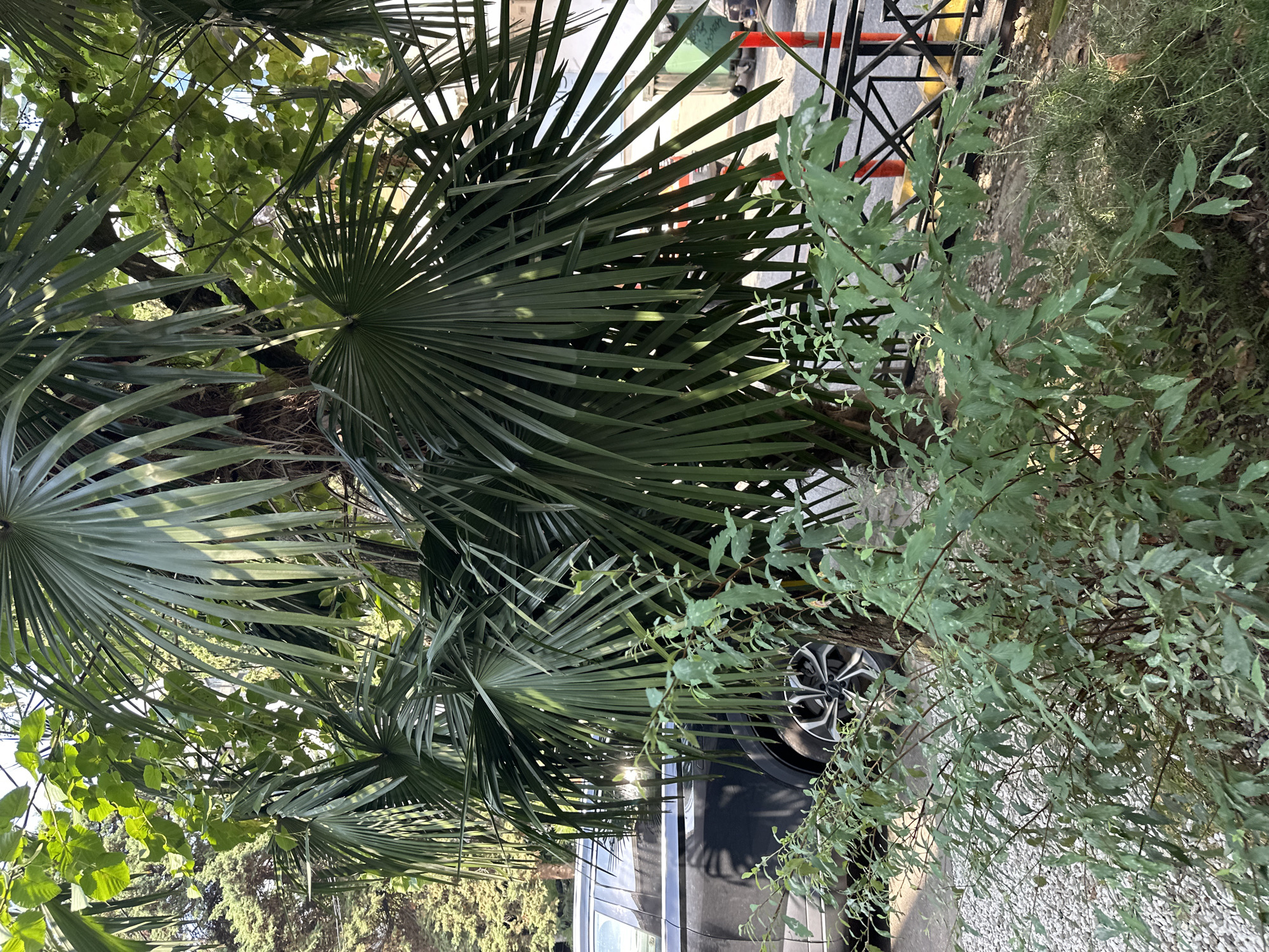This is an outdoor, eye-level shot of a street scene in Sochi, Russia. The foreground is dominated by lush green foliage from a palm tree and a bushy plant. Behind the plants, a dark-colored SUV is parked on the side of the road, its rear wheel visible. The background features more greenery, including trees, a black metal fence with red posts, and a glimpse of a road with yellow markings. The sunlight casts shadows, indicating a bright day. No people are visible in the frame.