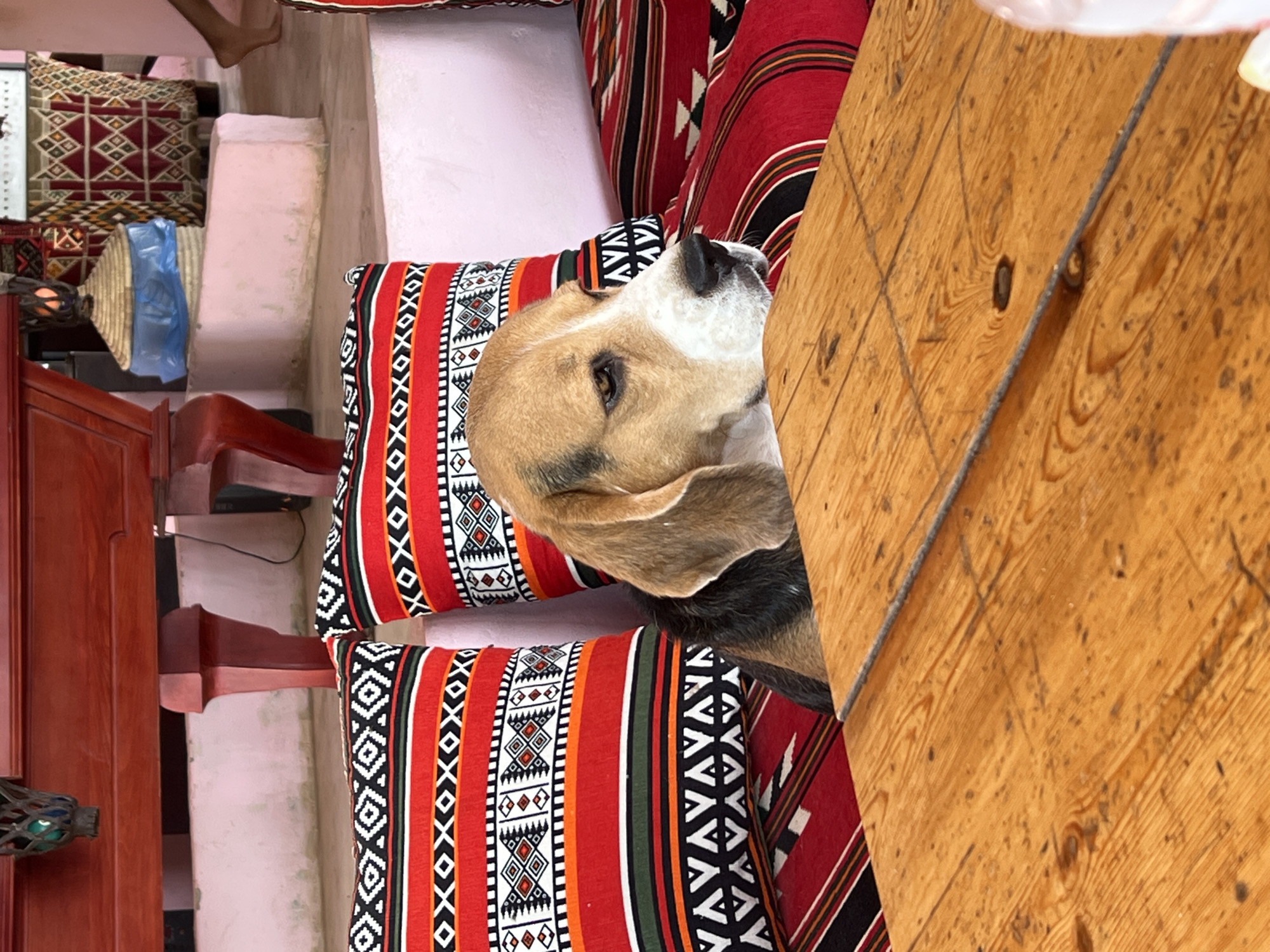 An adult male beagle dog sits on a red and black patterned cushion, with two matching cushions behind it, on a tiered seating area. A wooden table is in the foreground. The background shows a red wooden structure with carved details, a woven basket covered in blue plastic, and a person's legs and feet walking away from the camera. The scene appears to be in an outdoor or semi-outdoor seating area in the city of Nuweiba, Egypt, likely a cafe or rest stop. The lighting is natural and appears to be daytime.