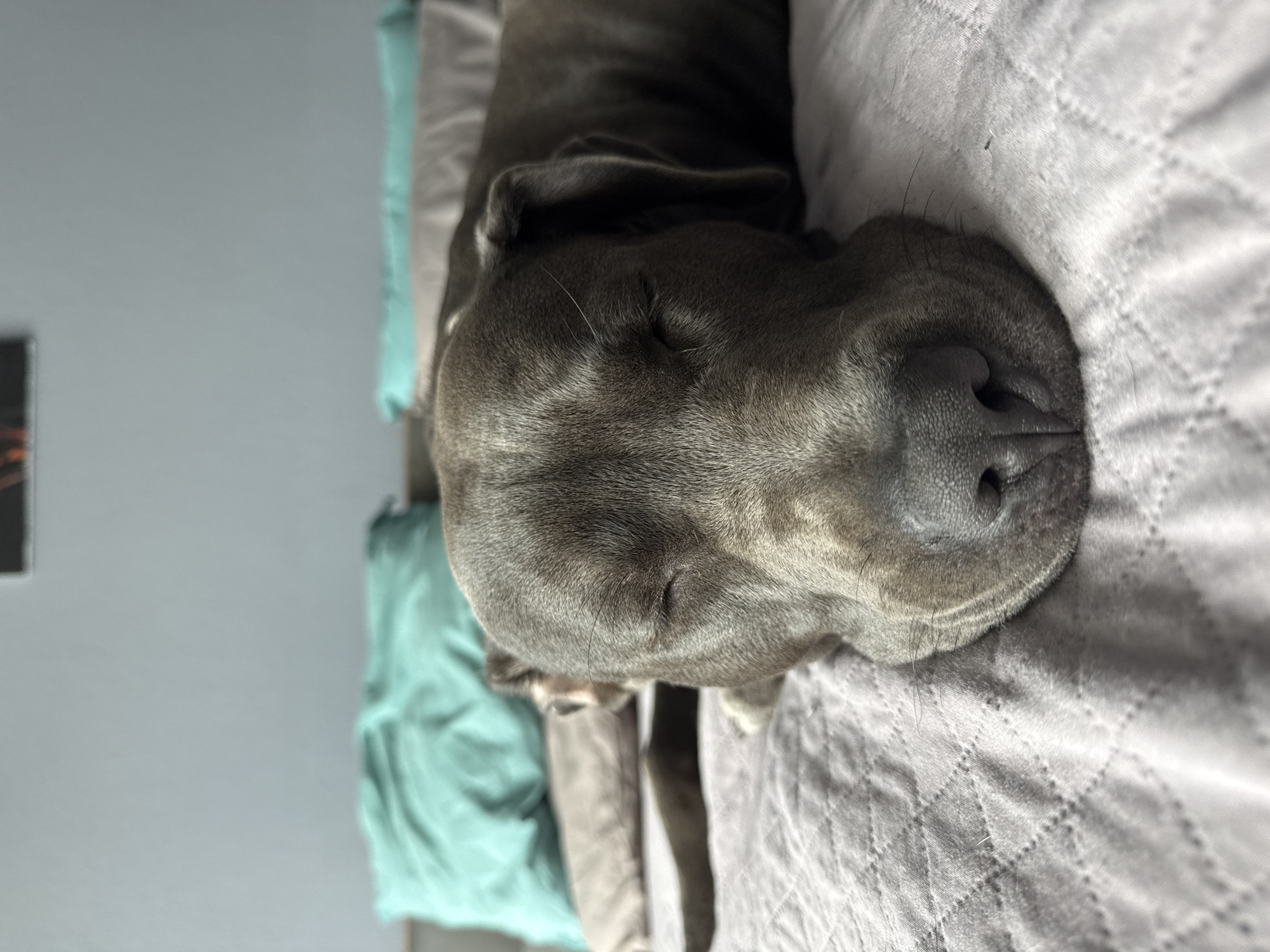 A gray pit bull is sleeping on a bed. The dog's eyes are closed, and its head is resting on a pillow. There are two other pillows behind the dog, one is teal and the other is gray. The bed is covered with a light gray quilted comforter. The wall behind the bed is a light gray color. There is a framed picture hanging on the wall, but the image is too blurry to identify. This scene is likely in a bedroom. The exact location within the city of Varna, Bulgaria, cannot be determined from the image alone.