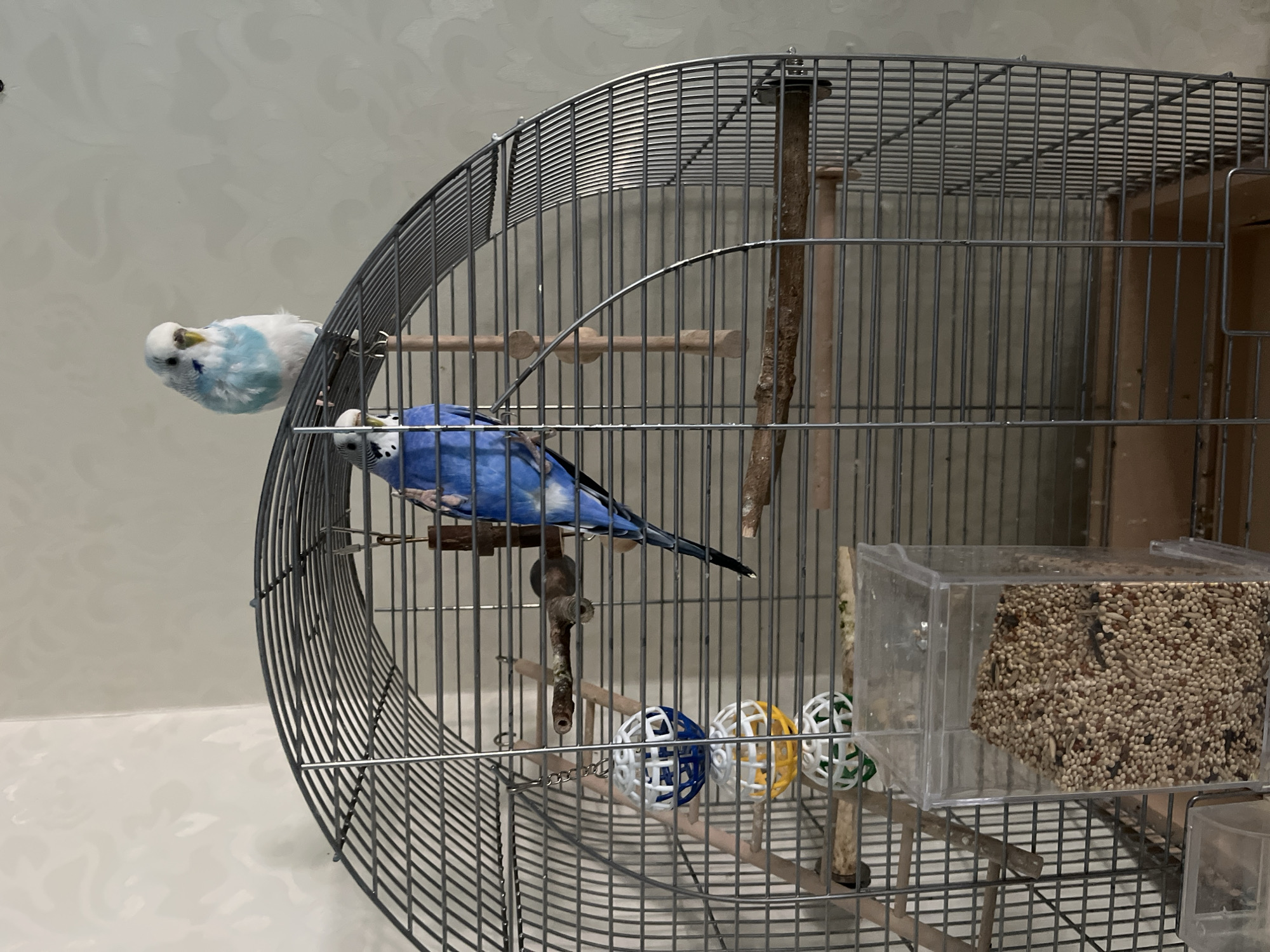 Two budgerigars are perched inside a metal birdcage. One budgie, predominantly blue, is positioned on a wooden perch towards the center of the cage. The other budgie, a lighter blue and white, is on the top edge of the cage, to the right of the first bird. The cage contains several perches, a ladder, and a food dispenser filled with seeds. The background appears to be a wall with a textured wallpaper pattern. The image does not provide any information that would allow for the determination of the city or country in which the image was taken.