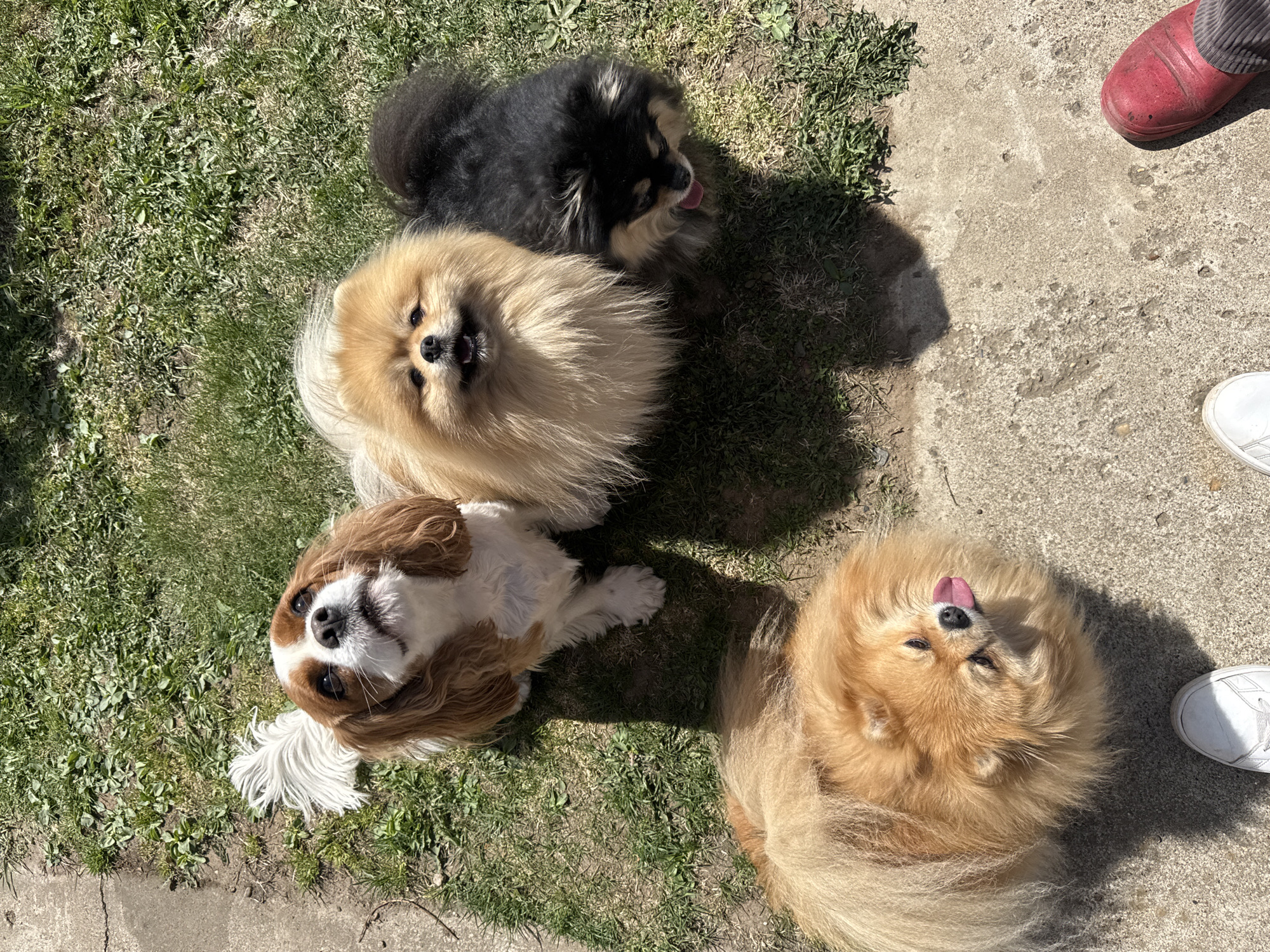 The image depicts four dogs outdoors, three of which appear to be Pomeranians and one Cavalier King Charles Spaniel. The dogs are situated on a patch of grass next to a concrete surface, presumably a patio or walkway. Two human feet, one with a red shoe and one with a white shoe, are visible on the concrete, indicating the presence of at least two people. The dogs are casting shadows, suggesting it is a sunny day. There is nothing in the image indicating that it was taken in Kharnavy, Russia.