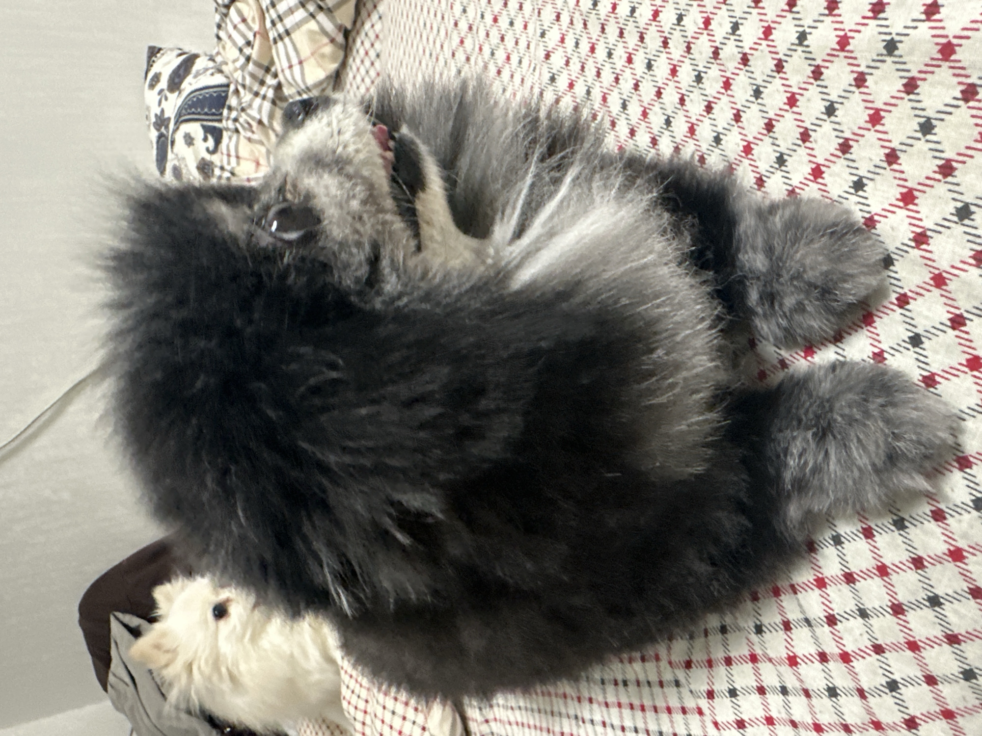 Two Pomeranian dogs are on a bed. The dog in the foreground is black and gray, with its mouth open and tongue visible. The dog in the background is white and fluffy, looking to the left. The bed has a red and white checkered comforter.