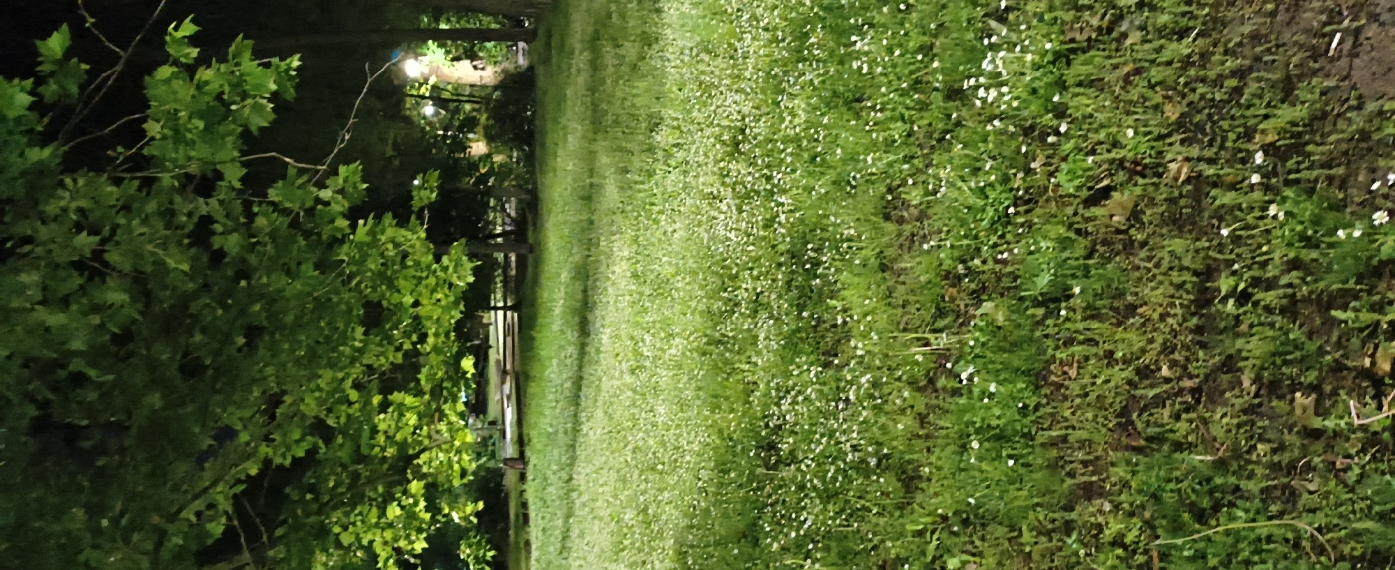 The image shows a night scene in Varna, Bulgaria. A tree with green leaves is on the left side. A path leads into the distance. The ground is covered in grass and small white flowers. A wooden fence is visible along the path. The lighting suggests street lamps are present further down the path.