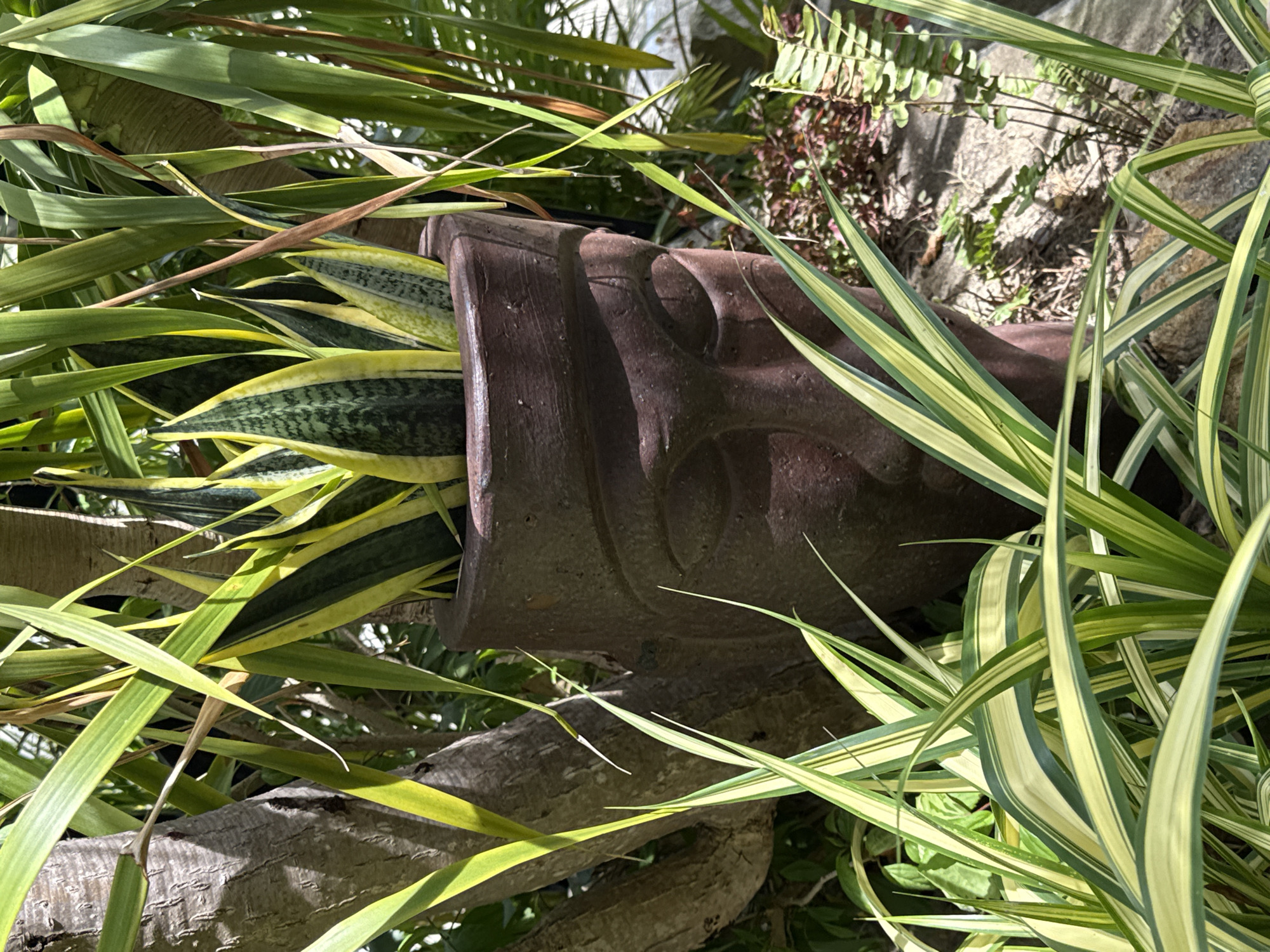 In Bac Nha Trang Ward, Vietnam, a close-up shot focuses on a terracotta pot shaped like a human face, containing a snake plant. The pot, with carved features suggesting closed eyes and a serene expression, is positioned amidst lush greenery. The snake plant's variegated leaves, striped with dark green and yellow, extend upwards, some reaching towards the sunlight filtering through the surrounding foliage. To the left, the textured bark of a tree trunk is visible, partially obscured by the plant's leaves. The background reveals more of the dense tropical vegetation, with a hint of a stone pathway and smaller plants at the base of the pot, suggesting an outdoor setting. The lighting creates a dappled effect, casting shadows and highlighting the vibrant colors of the plants.