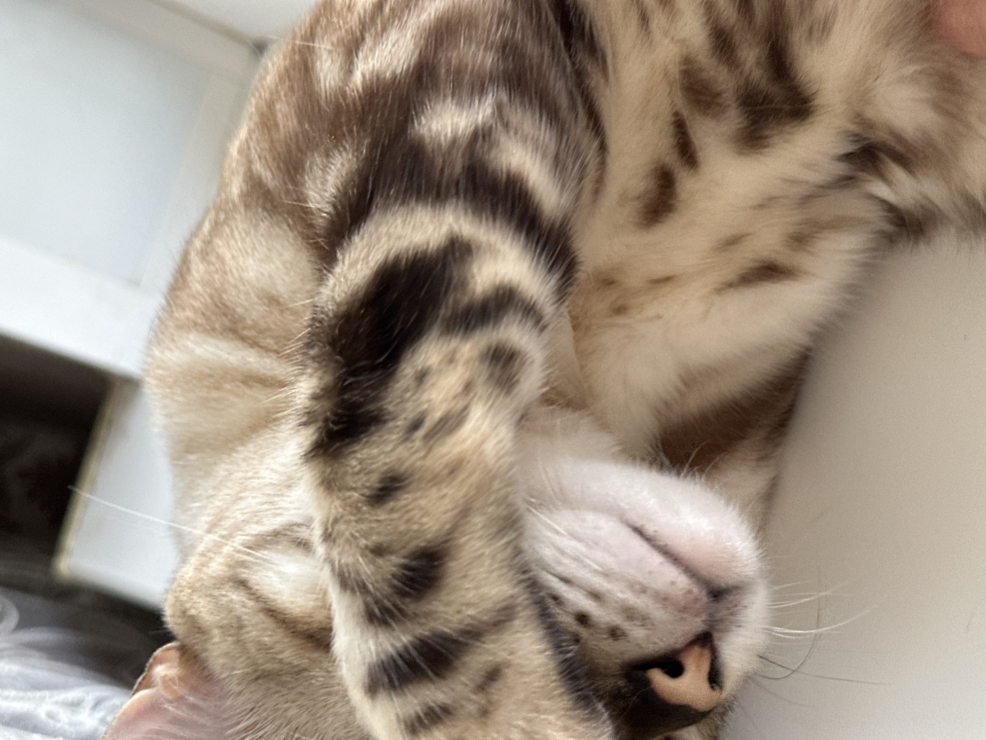 A close-up shot captures a light brown Bengal cat sleeping, with its paws covering its face. The cat's fur displays distinctive rosettes and marbled patterns, characteristic of the breed. Its pink nose and whiskers are visible, peeking out from beneath its paws. The background is blurred, suggesting an indoor environment with a white surface and a hint of darker elements, possibly furniture or a window. The lighting is soft and diffused, creating a peaceful atmosphere. The image does not provide any specific information about the city of Energetik, Russia.