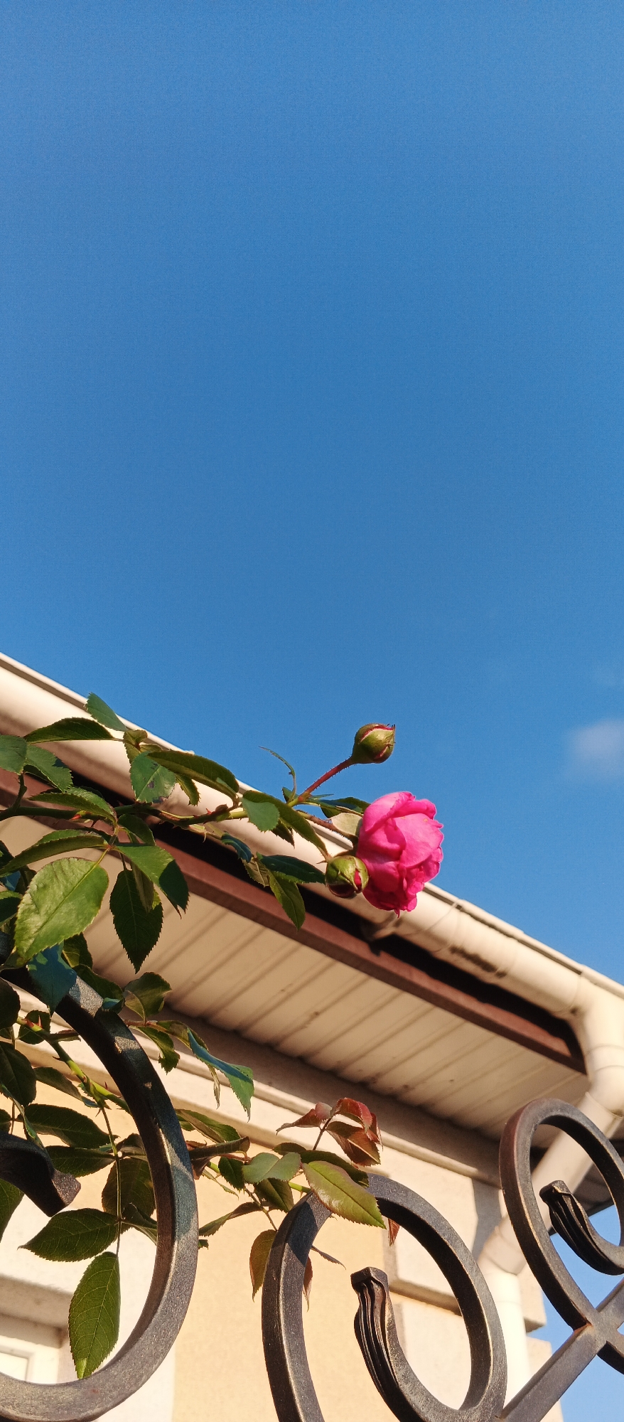 The image depicts a close-up, vertical shot of a pink rose bloom and two rosebuds on a branch with green leaves, positioned in the foreground. The branch extends from the left side of the frame towards the center. Behind the foliage, a white structure with a brown trim runs horizontally across the middle of the image, appearing to be the eave of a building. Below this structure, a decorative black metal fence with ornate scrollwork is visible, also in the foreground. The background is dominated by a clear, vibrant blue sky, with a hint of a distant cloud on the right. The lighting suggests it is daytime, with the sun casting shadows on the leaves and fence. The overall scene is a naturalistic close-up of a blooming rose against an architectural backdrop and a clear sky. The image was taken in Smila, Ukraine.