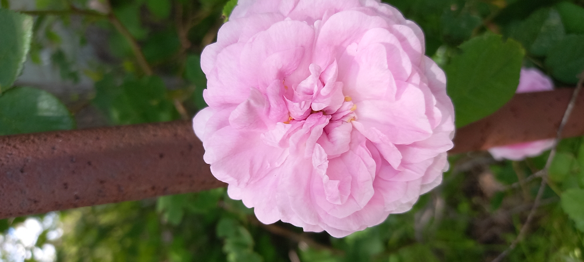 A close-up photograph features a fully bloomed, light pink rose. The rose is positioned prominently in the center of the image. Its numerous petals are tightly packed and slightly ruffled. Small yellow stamens are visible in the flower's center.
In the background, there is blurred greenery suggesting foliage. A rusty, brown, horizontal metal bar runs through the left side of the frame, partially obscured by the flower. Another out-of-focus pink rose is visible to the right.
The photograph appears to have been taken outdoors in daylight. The location, Kryvyi Rih, Ukraine, is not visually verifiable within the image.