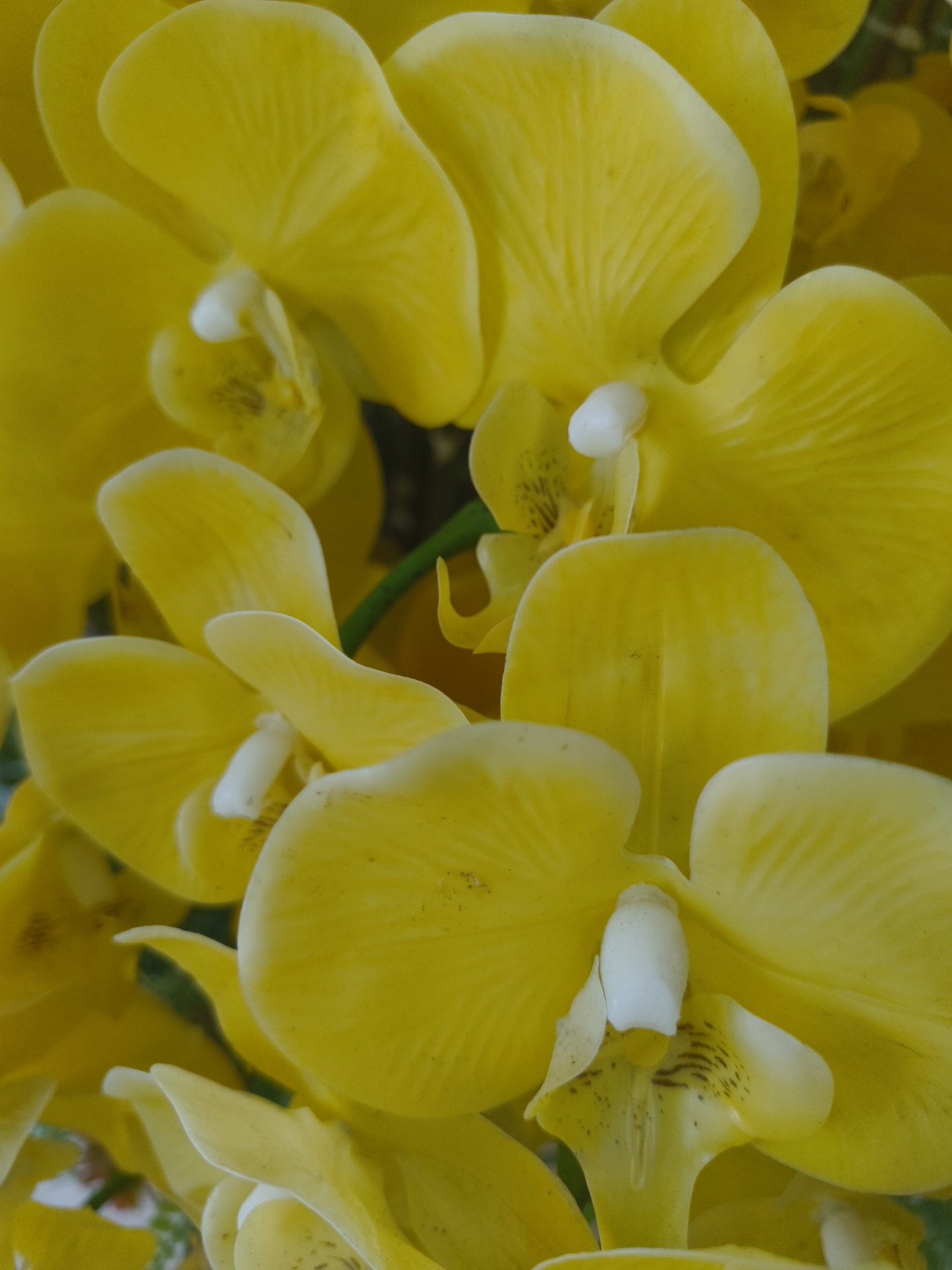 The image shows a close-up, overhead view of a cluster of bright yellow orchids. The flowers are in various stages of bloom, with some petals fully unfurled and others still partially closed. Each orchid has a small white or light yellow center. The petals are smooth and have a waxy texture. A hint of a green stem is visible in the background, and some out-of-focus foliage can be seen. The overall impression is one of vibrant color and delicate natural beauty. The location is identified as Phu Thuy Ward, Vietnam.
