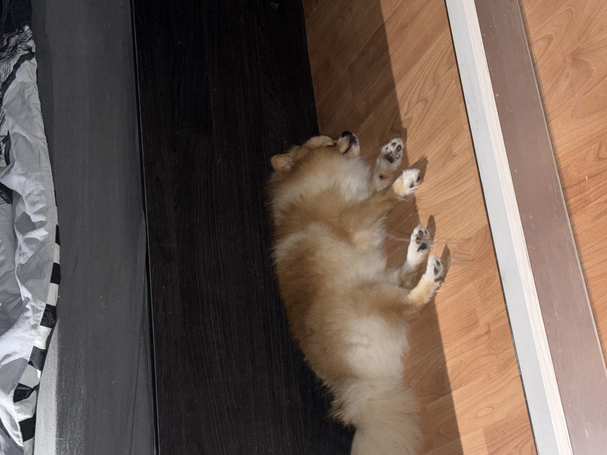 The scene presents a top-down view of a Pomeranian puppy sleeping on its back. The puppy is positioned between a dark wooden wall or cabinet on the left, and a light-colored wooden floor on the right. Part of a bed is visible on the far left. There is no evidence to confirm that this photo was taken in the city of Pazardzhik, Bulgaria.