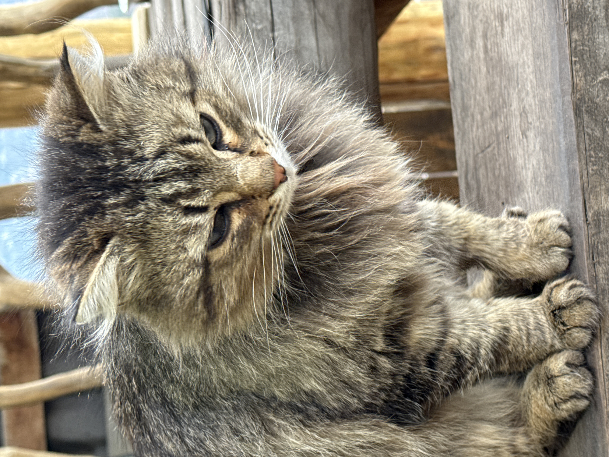 The media file presents a captivating close-up portrait of a long-haired tabby cat, likely in an outdoor or semi-outdoor setting in Tyulyuk, Russia. The cat, with its luxuriously thick and fluffy fur, is the central subject, positioned vertically in the frame. Its coat exhibits a beautiful blend of brown, grey, and black stripes, characteristic of a tabby pattern, with lighter shades on its chest and underbelly.
The cat's head is tilted slightly, and its gaze is directed downwards and to the right, giving it a thoughtful or curious expression. Its eyes appear partially closed or focused intently. Prominent, long white whiskers fan out from its muzzle, and delicate tufts of lighter fur are visible within and around its pointed ears. A small, pink nose adds a touch of color to its face.
The cat's front paws are seen gripping a weathered, light-brown wooden structure, suggesting it might be climbing, resting on a beam, or simply observing its surroundings from this vantage point. This wooden element, along with other similar rustic wooden structures in the background, forms the setting. The wood appears aged, with visible grain and texture. Natural daylight illuminates the scene, highlighting the intricate details of the cat's fur and the wood. The overall mood is calm and serene. There is no visible text in the image.