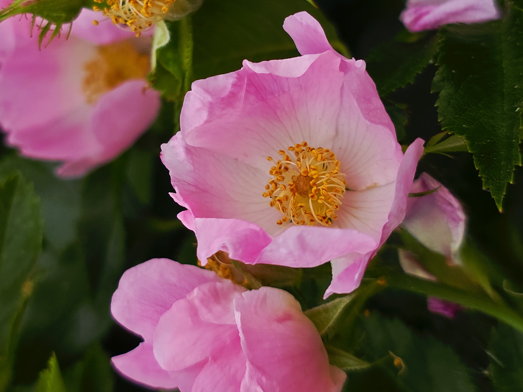 The image shows a close-up of pink flowers with yellow stamens in the center. The background is blurred, revealing green foliage. The location and specific city are not discernible from the image.