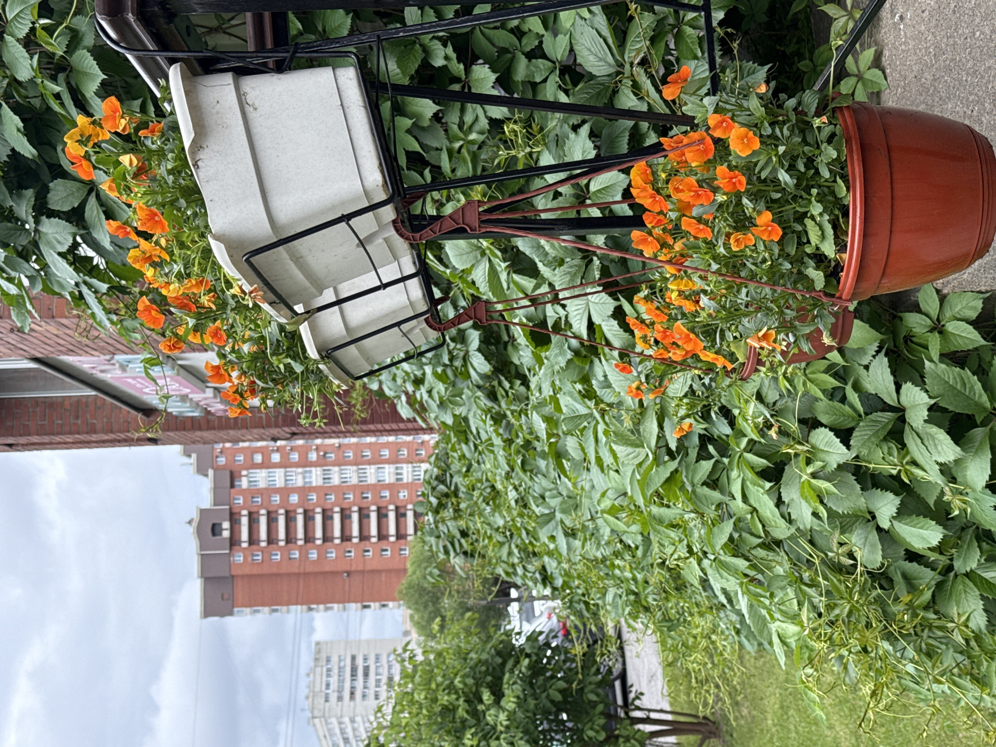 The image depicts a close-up view of two white rectangular planters filled with vibrant orange flowers, suspended from a black metal rack. These planters are positioned in front of a building with a red brick facade and a window. Below these planters, a third terracotta pot holds more of the same orange flowers. The foreground is dominated by lush green ivy, with some of its vines trailing down. In the background, several multi-story apartment buildings are visible, including a prominent red brick building with numerous windows and a lighter colored building. The sky is overcast with a greyish hue. The scene appears to be outdoors, on a street or sidewalk, with a grassy area and a road visible to the left. The architectural style of the buildings suggests an urban setting, likely in Saint Petersburg, Russia, characterized by its residential apartment blocks. No people or animals are present in the image.