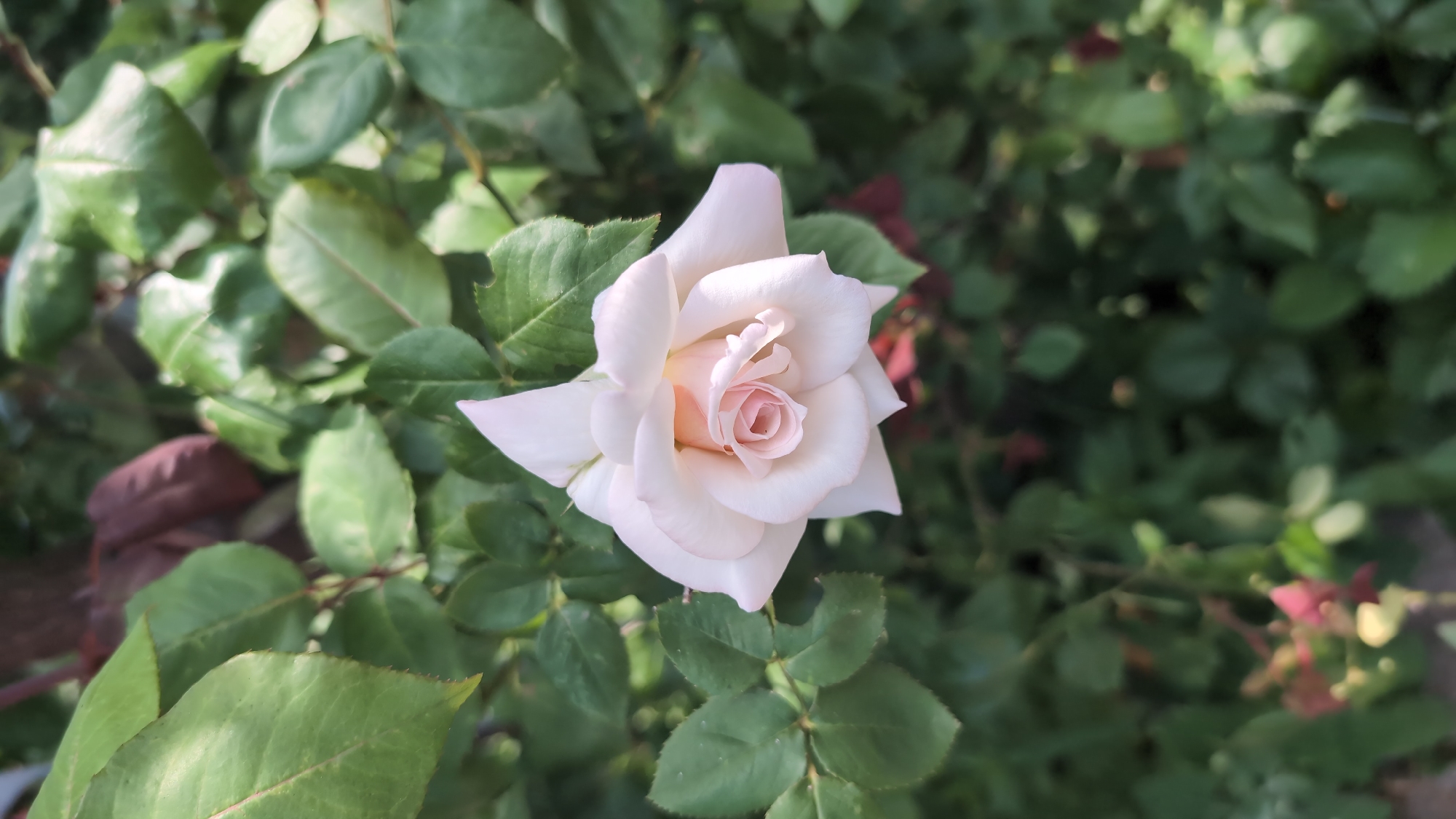 A single, pale pink rose blooms in the center of the frame, its delicate petals unfurling to reveal a tightly coiled center. The rose is surrounded by lush, dark green leaves, some of which have a slight reddish hue, suggesting they may be new growth or a darker variety. The background is a soft blur of more foliage, hinting at a dense garden setting. The lighting suggests it is daytime, with sunlight illuminating the rose's soft features. The image was taken in the city of Kozare, Bulgaria.
