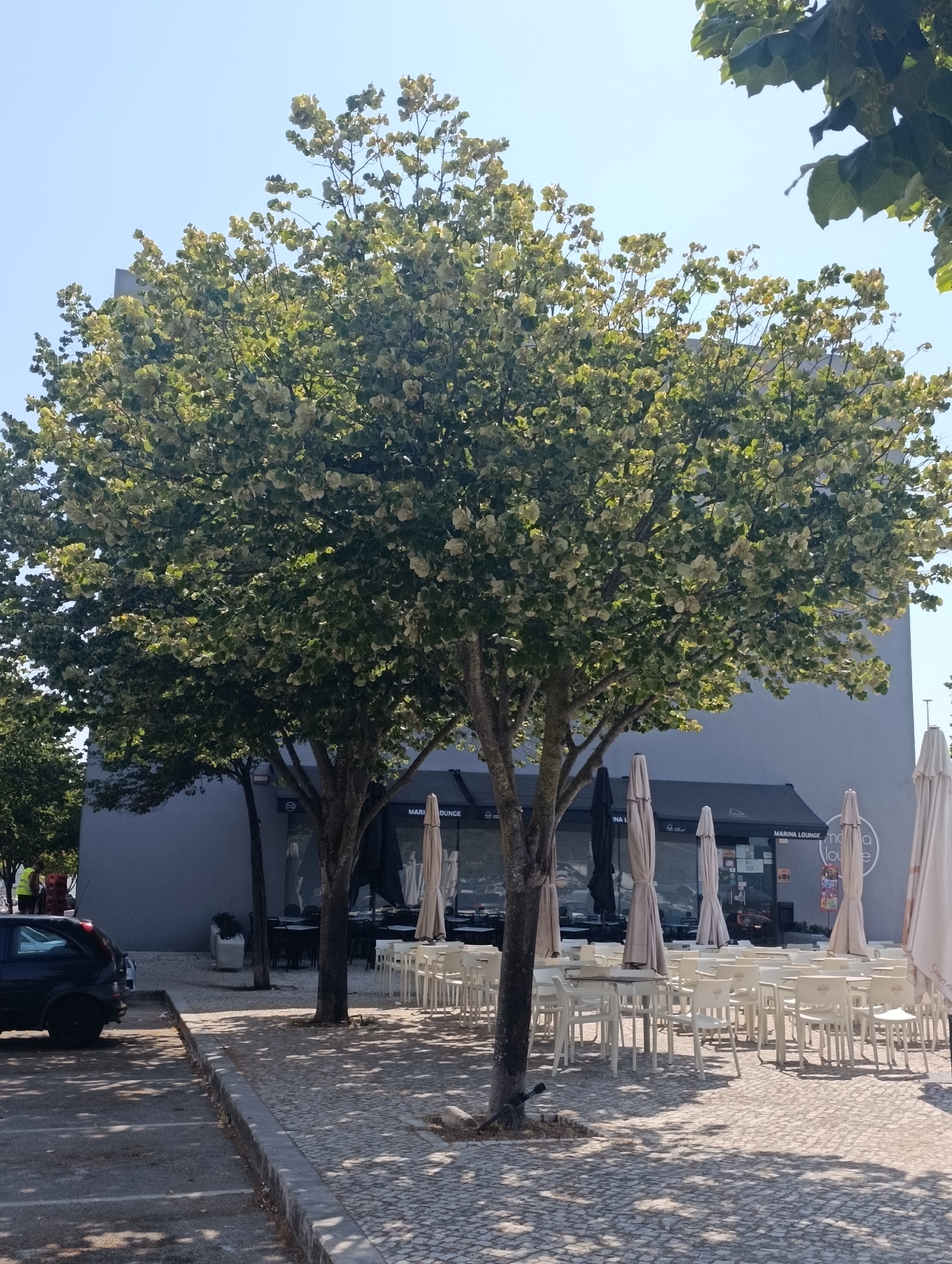 The image depicts an outdoor seating area of a waterfront establishment in Setúbal, Portugal. In the foreground, a black car is parked on a paved lot. Beyond the car, a cobblestone patio is furnished with numerous white tables and chairs, suggesting a restaurant or cafe. Several large, closed umbrellas are arranged among the tables, providing shade. Behind the seating area, a modern, gray building is visible, with signage indicating it is a "MARINA LOUNGE." Two individuals, one wearing a yellow vest, are standing near the building. Lush green trees with light-colored foliage are scattered throughout the scene, some partially obscuring the building and contributing to the overall atmosphere. The sky is clear and blue, indicating a sunny day.