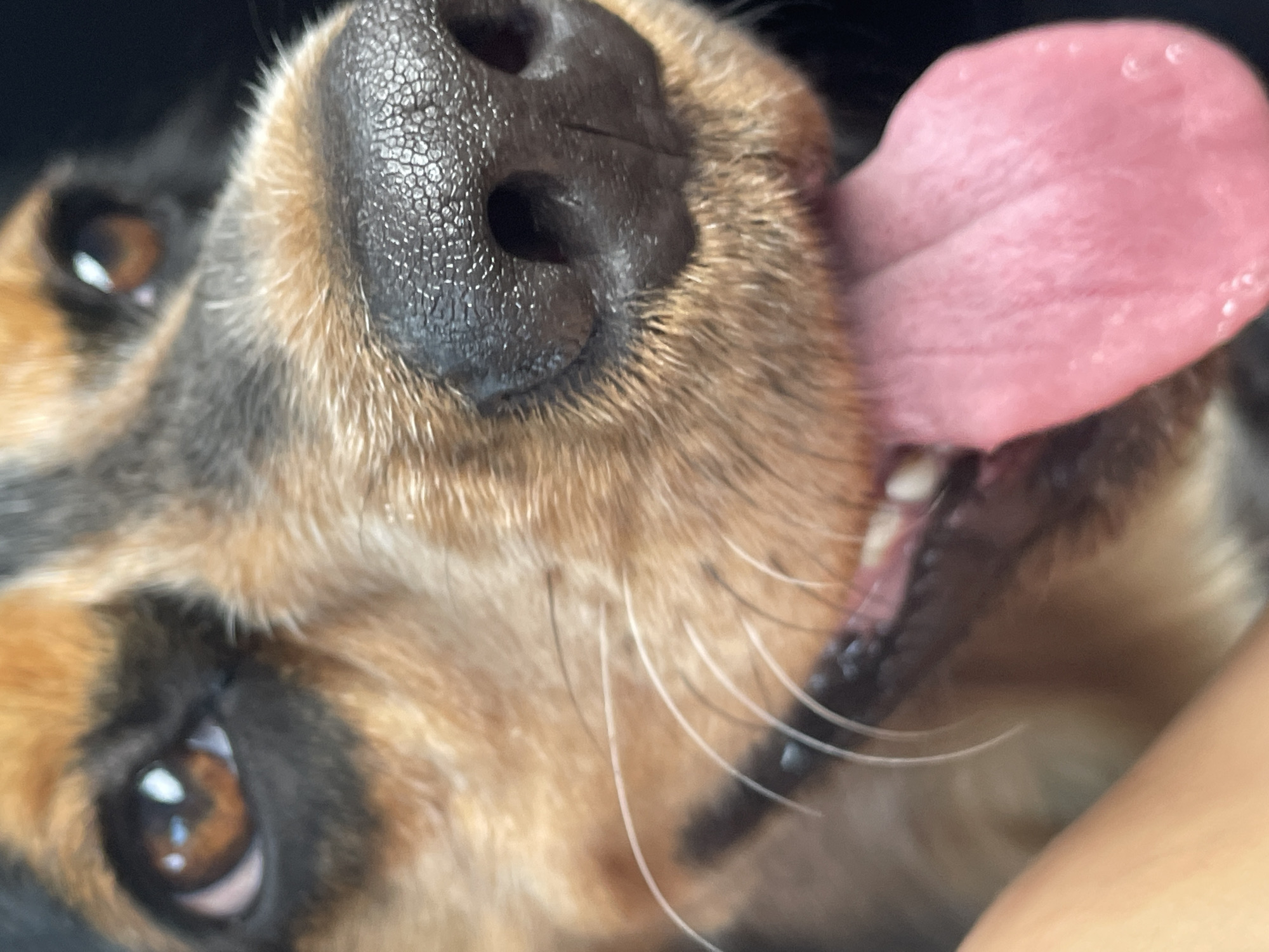 A close-up, head-on shot captures the face of a dog, with its tongue extended. The dog's fur is a mix of brown and black. Its eyes are brown and its nose is black with visible texture. The dog's pink tongue is the most prominent feature, filling a significant portion of the frame. The background is dark and out of focus, suggesting an indoor environment. There is no indication of the city of Rostov-on-Don, Russia.