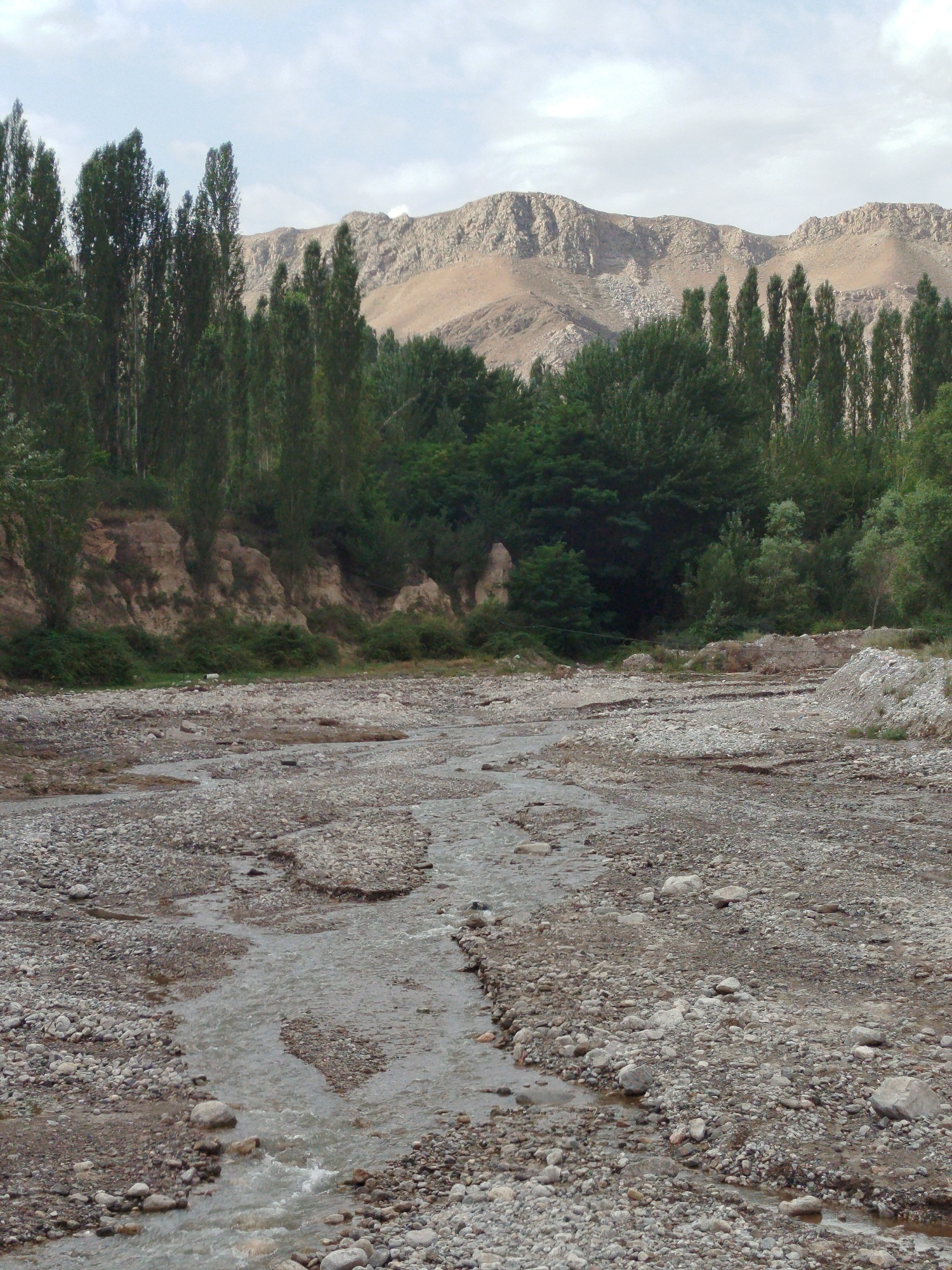 The image depicts a dry riverbed with a small stream flowing through it, bordered by a steep, eroded embankment covered in vegetation on the left and a dense line of tall, slender trees on the right. In the background, rugged, sandy-colored mountains rise against a cloudy sky. The riverbed is filled with numerous gray and brown stones of varying sizes. The scene appears to be a natural landscape, likely in a rural or semi-arid region. There are no people, animals, or man-made structures immediately visible in the foreground or mid-ground, except for what appears to be some piled rocks and debris in the far right mid-ground, suggesting potential past human activity or natural accumulation. The overall impression is one of a remote and somewhat desolate natural environment. There is no information within the image itself to suggest a specific location in the city of Orozbekov, Kyrgyzstan.