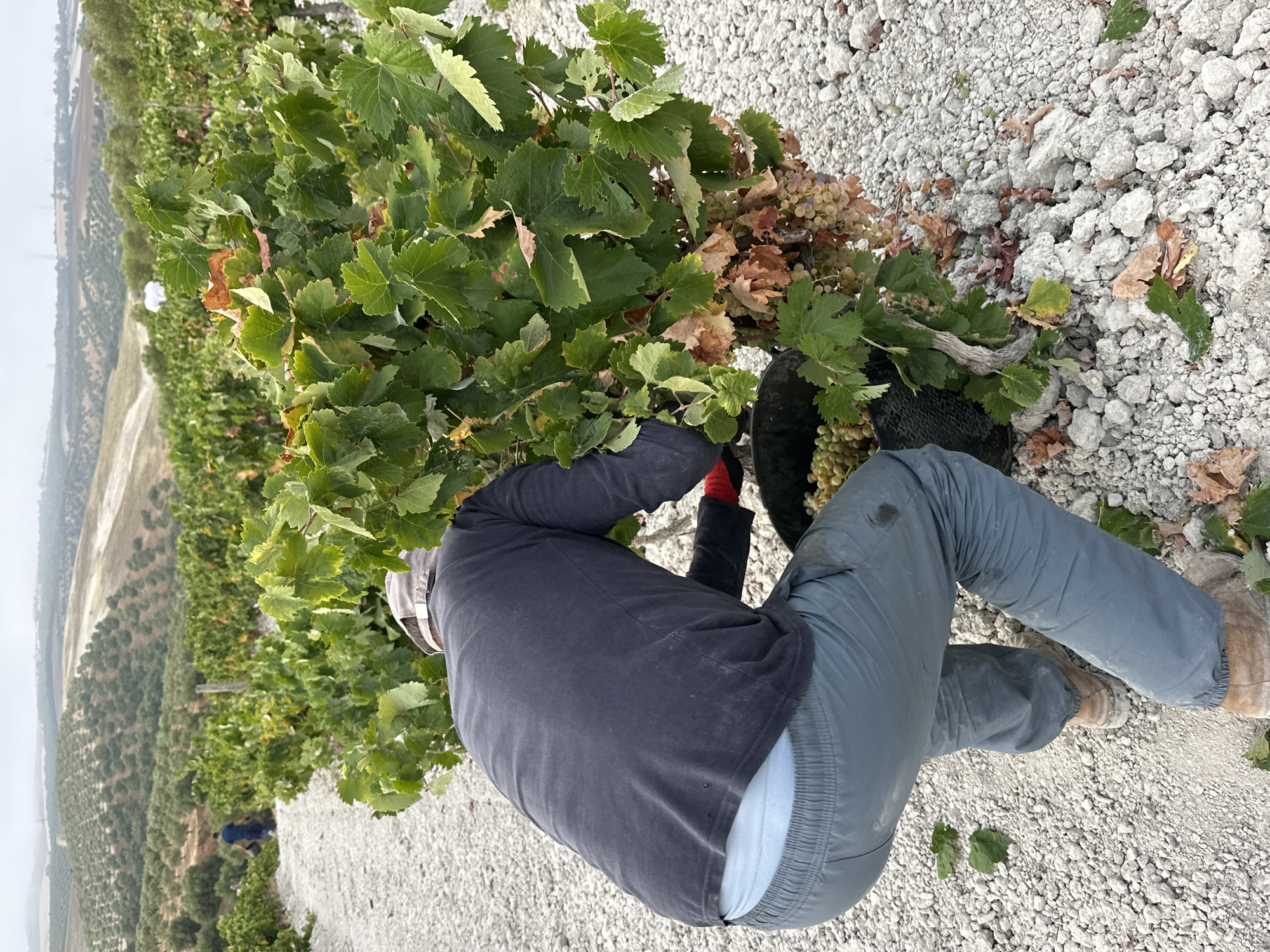 A person wearing a dark blue long-sleeved shirt, light blue underwear visible at the waist, and gray pants is bending over to harvest grapes in a vineyard. The person is wearing a light-colored cap and red gloves. A black bucket is positioned at the base of a grape vine, filled with harvested grapes. The ground is covered with white gravel and dirt. In the background, more grapevines extend across a hillside, with rows of olive trees on a distant hill under a cloudy sky. The scene appears to be set in the rural area of San José del Valle, Spain.