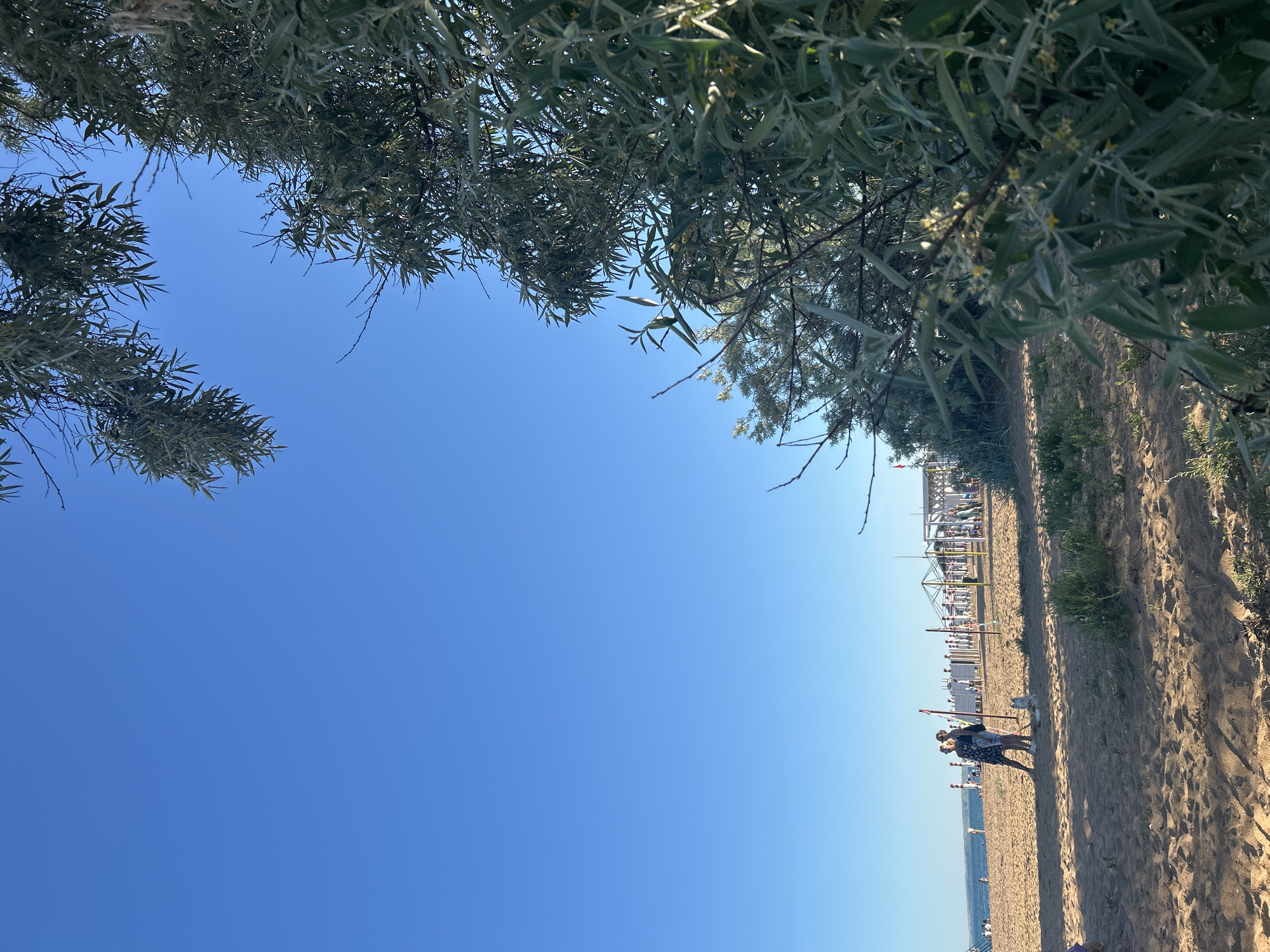 The image depicts a sunny daytime scene on a sandy beach located in Kerch, Ukraine. The upper half of the frame is dominated by a clear, bright blue sky. The right side and upper right foreground are densely filled with the foliage of a tree or large bush, characterized by elongated, silver-green leaves, some of which display small yellow flowers. The lower and mid-ground consist of light brown sand, showing patches of shade cast by the foreground vegetation and some sparse green ground cover.
In the mid-ground, two women stand on the sand, positioned slightly to the left of the central axis. One woman wears a dark top and light-colored shorts or a skirt, while the other is dressed in a light-colored, patterned dress. Between these women and the structures further back on the beach, a white dog is observed lying on the sand. Approximately 20-30 additional individuals are scattered across the mid-ground and background of the beach, some walking, others congregating near beach amenities. These amenities include numerous light-colored beach umbrellas or sunshades and several light-toned structures, possibly kiosks or changing facilities. A small red flag on a pole is visible in the far left background. Beyond the sandy expanse, a calm body of water, likely the Black Sea or the Strait of Kerch, extends into the distant background. The scene is illuminated by strong sunlight.