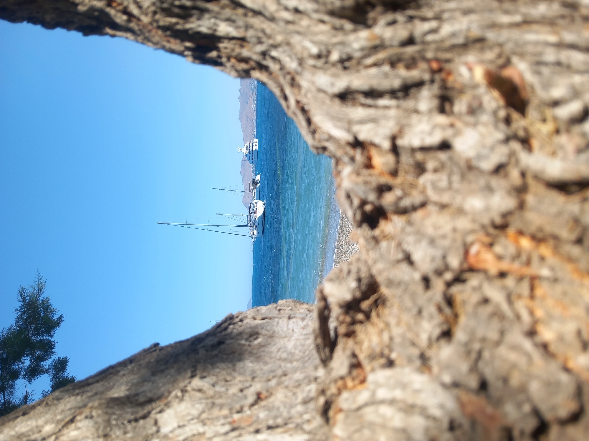 This is a photograph taken on a clear, sunny day, featuring a view of the sea through the trunk of a large tree. The foreground is dominated by the textured bark of the tree, which is out of focus, framing the scene beyond. The middle ground shows a calm, blue sea with a gentle wave lapping onto a pebble beach. In the distance, several boats are visible: two sailboats with tall masts and a larger white yacht. The background consists of a hazy, mountainous coastline under a bright blue sky. The scene appears to be a serene coastal location, possibly in or near the city of Kos, Greece, given the presence of sailboats and the arid mountainous backdrop, characteristic of the Aegean islands. No people are visible in the image.