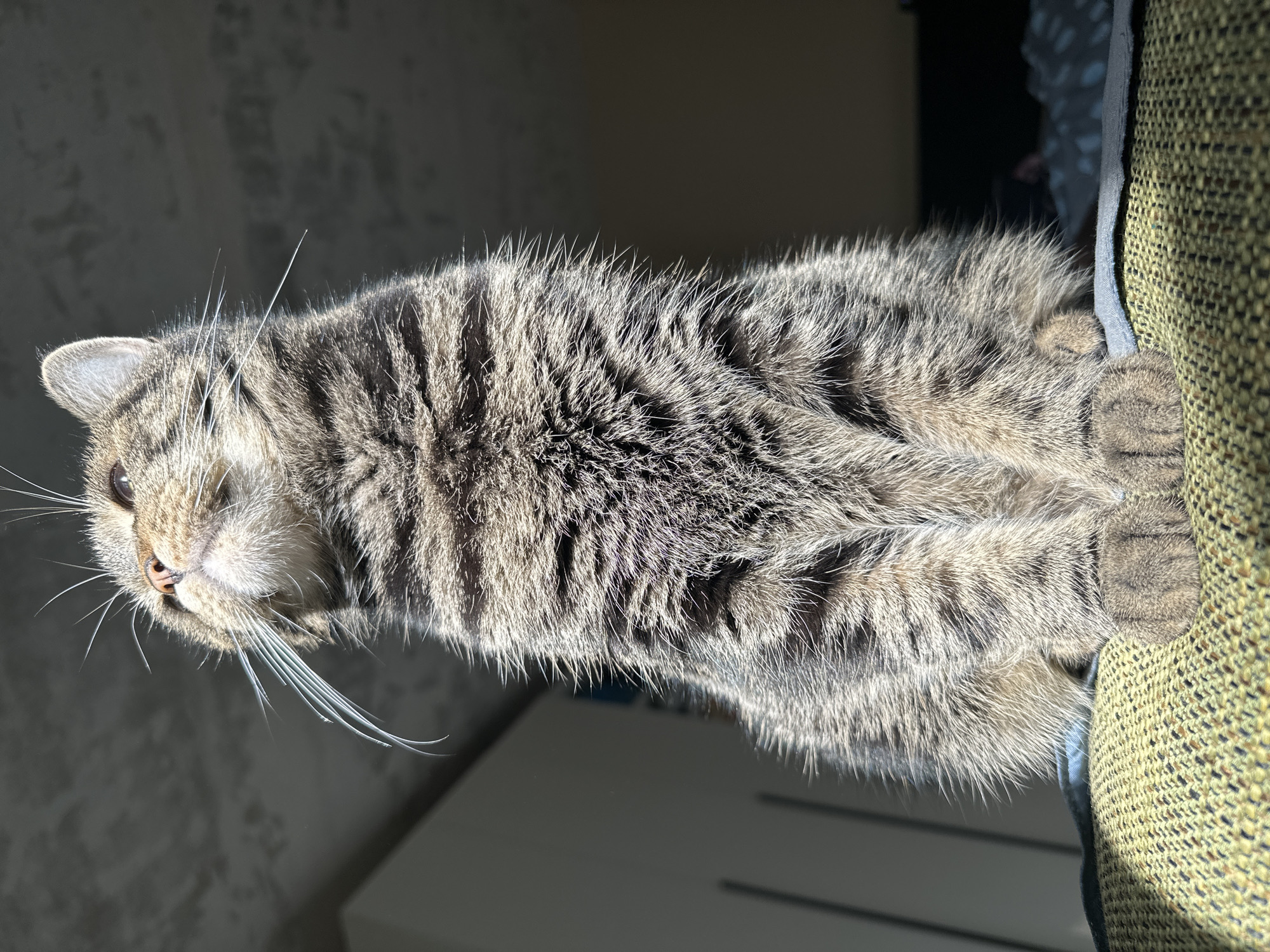 A domestic tabby cat is prominently featured in a close-up, indoor photograph, illuminated by strong natural sunlight. The cat, with its characteristic striped fur in shades of grey, brown, and black, is positioned vertically in the frame, seemingly resting on a piece of furniture.
The bright sunlight sharply defines the individual hairs of its coat, highlighting the intricate tabby patterns and creating a soft glow around its outline. The cat's head is slightly turned, with one visible eye and numerous long, white whiskers fanning out from its muzzle. Its nose is a delicate pinkish-brown. Its pointed ears are visible at the top of its head.
The cat's front paws are resting gently on a textured, olive-green fabric, indicative of a sofa or armchair. A hint of a lighter blue fabric is visible between the cat's body and the green furniture. The background is softly out of focus and darker, suggesting an indoor setting with a wall. Below the cat, a lighter, flat surface can be seen, possibly a table or floor.
The overall impression is of a calm and observant cat enjoying a sunlit spot within a home in Stavropol, Russia, during the daytime. There is no visible text in the image.
