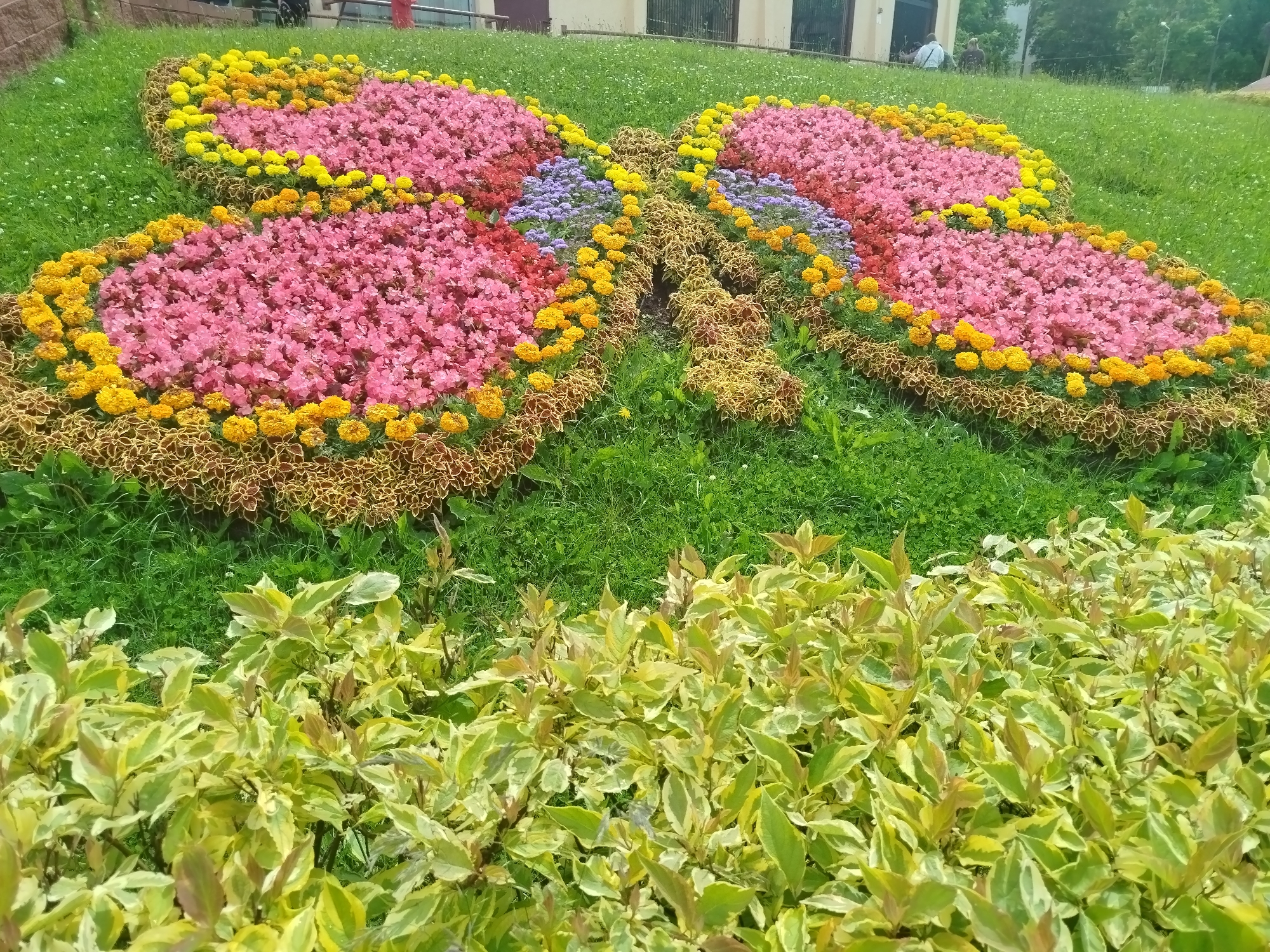 The image shows a flower bed shaped like a butterfly. The butterfly's wings are made of pink and yellow flowers, with some purple flowers forming the body. The flower bed is surrounded by green grass and a few leafy plants in the foreground. The background is blurred, but appears to be a park or garden with some buildings and trees. The location is unknown. There are no people or animals visible in the image.