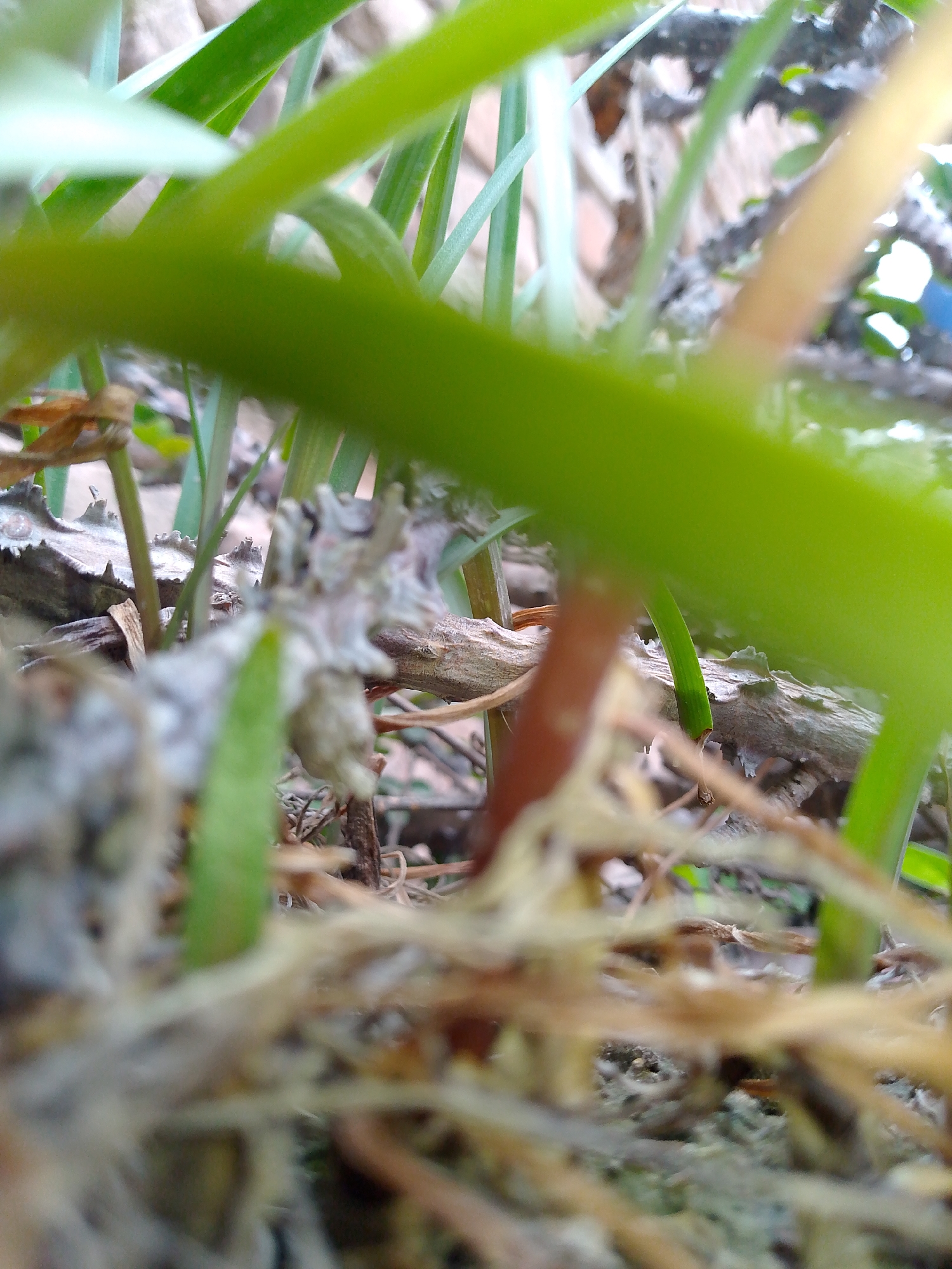 A close-up, low-angle, macro shot focuses on dried grass and twigs, interspersed with vibrant green grass blades. A prominent green grass blade dominates the foreground, slightly out of focus. In the background, a muted, earthy tone suggests a forest floor environment. The scene is static, with no people or animals present. The lighting appears natural, likely from an overcast sky or diffused sunlight, casting soft shadows. The texture of the dried plant material is rough and fibrous, contrasting with the smooth, waxy surface of the green grass.