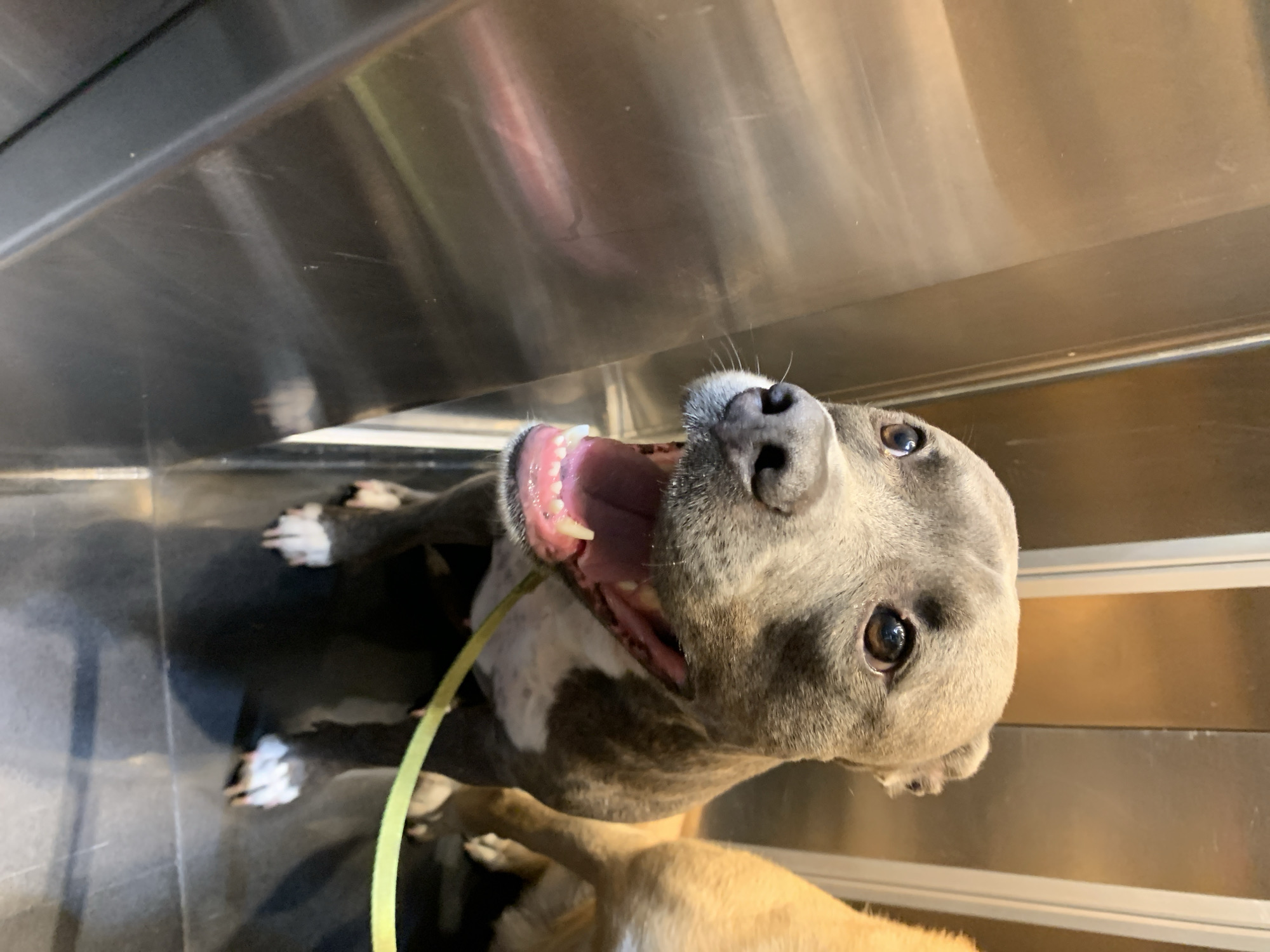 A gray and white pit bull dog with a yellow leash stands in a metal enclosure, possibly a veterinary clinic or animal shelter. The dog is looking up with its mouth open, revealing pink gums and white teeth. The enclosure is clean, with shiny metal surfaces. Another dog, tan in color, is partially visible in the lower part of the frame. The image does not contain information that can be used to infer its location as being in Tel-Aviv, Israel.