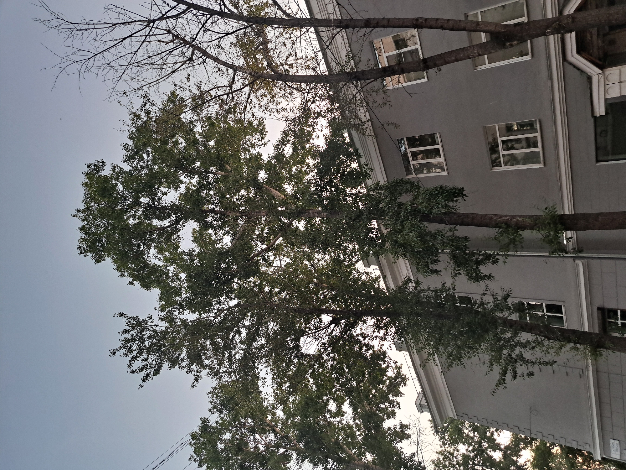 The image depicts a view of a grey, multi-story building with white-trimmed windows, seen from a low angle. Several trees are in the foreground and to the side of the building. One tree on the right is bare of leaves, suggesting it is either autumn or winter, or it is a species that sheds its leaves. The sky above is clear and a pale blue. The architecture of the building, particularly the decorative elements around the roofline and the pattern of the brickwork on the lower facade, is characteristic of Soviet-era residential buildings. The overall scene suggests a residential area in the city of Irkutsk, Russia. There are no people visible in the image.