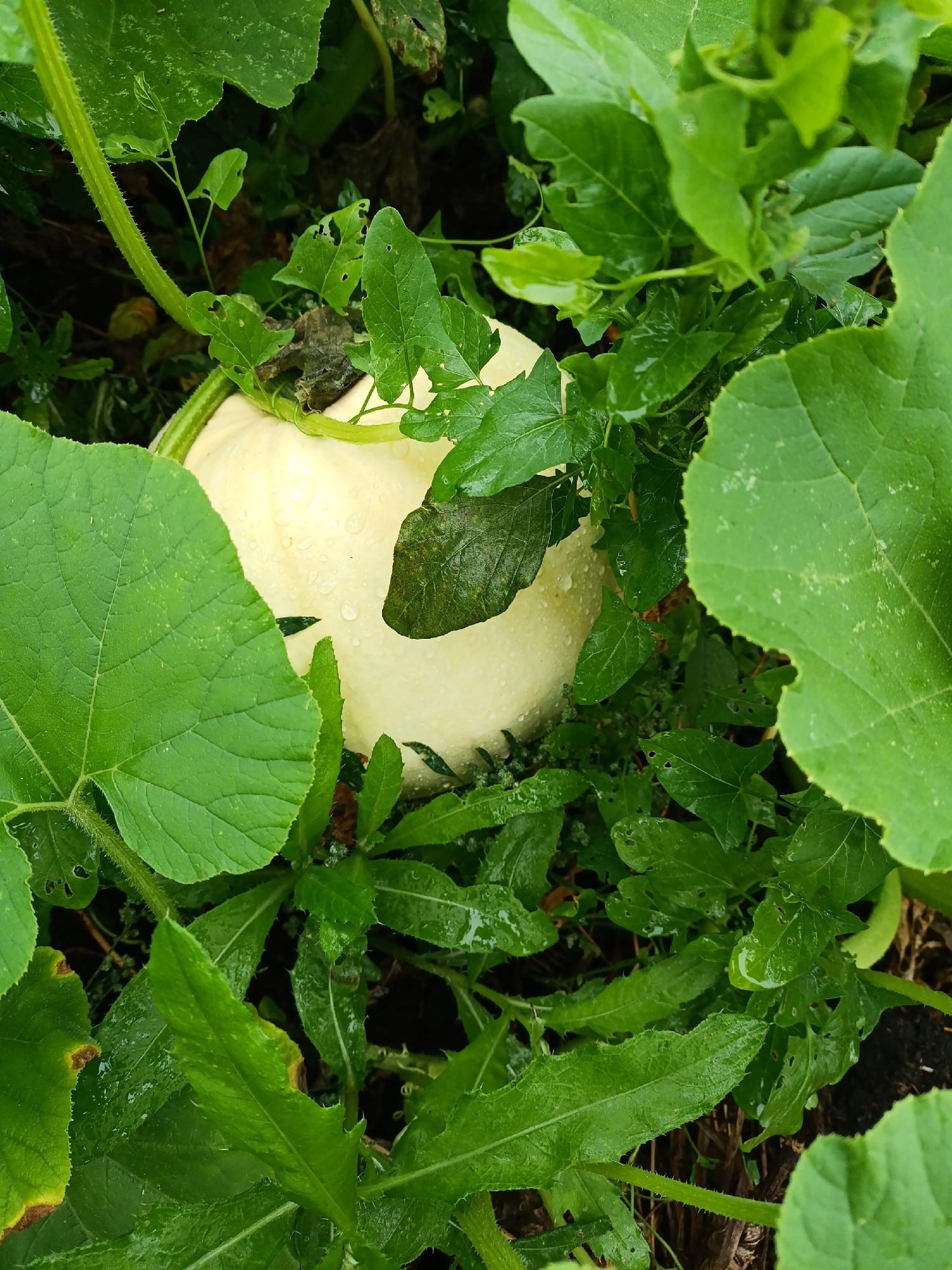 In Ясная Поляна, Russia, a white pumpkin is nestled among lush green foliage, its surface speckled with water droplets. The pumpkin is partially obscured by large, vibrant green leaves, characteristic of a garden setting. The surrounding plants are dense and varied, with some leaves showing signs of natural wear, such as small holes. A thick, ribbed vine extends from the left side of the image, near the pumpkin's stem. The overall impression is one of a garden in a natural, possibly slightly overgrown state, after a rainfall.
