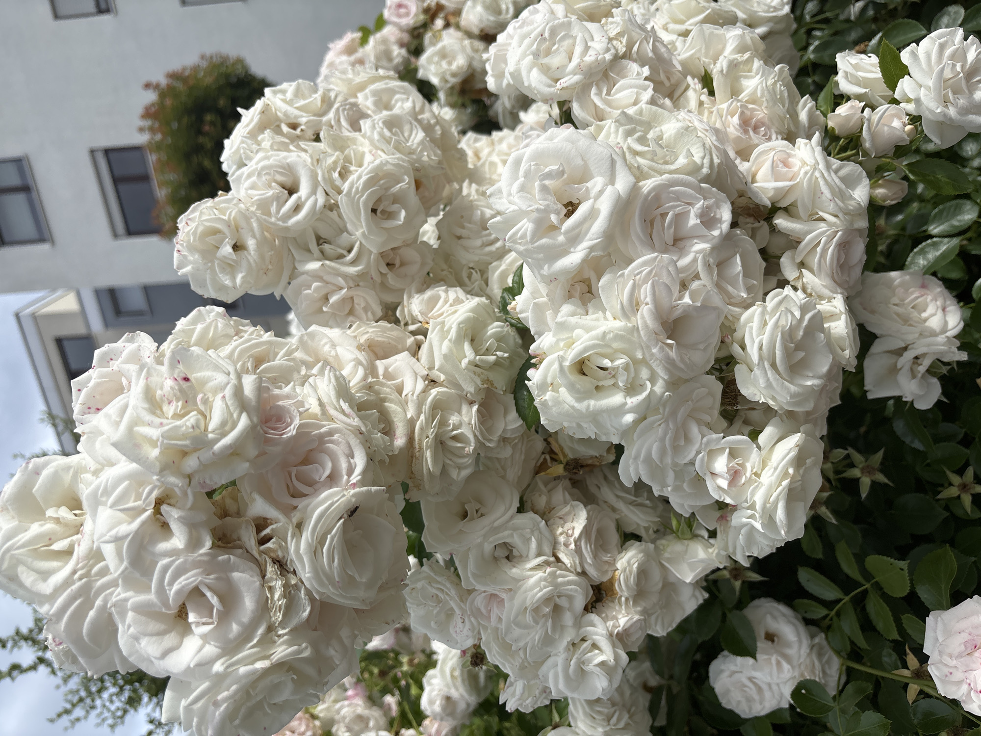 A large cluster of white roses with some pinkish hues is blooming in front of a modern white building. The roses are densely packed, with many individual blooms, some appearing slightly wilted. Dark green leaves are visible beneath the flowers. The building in the background has multiple windows and a grey accent on its facade. The sky is overcast.