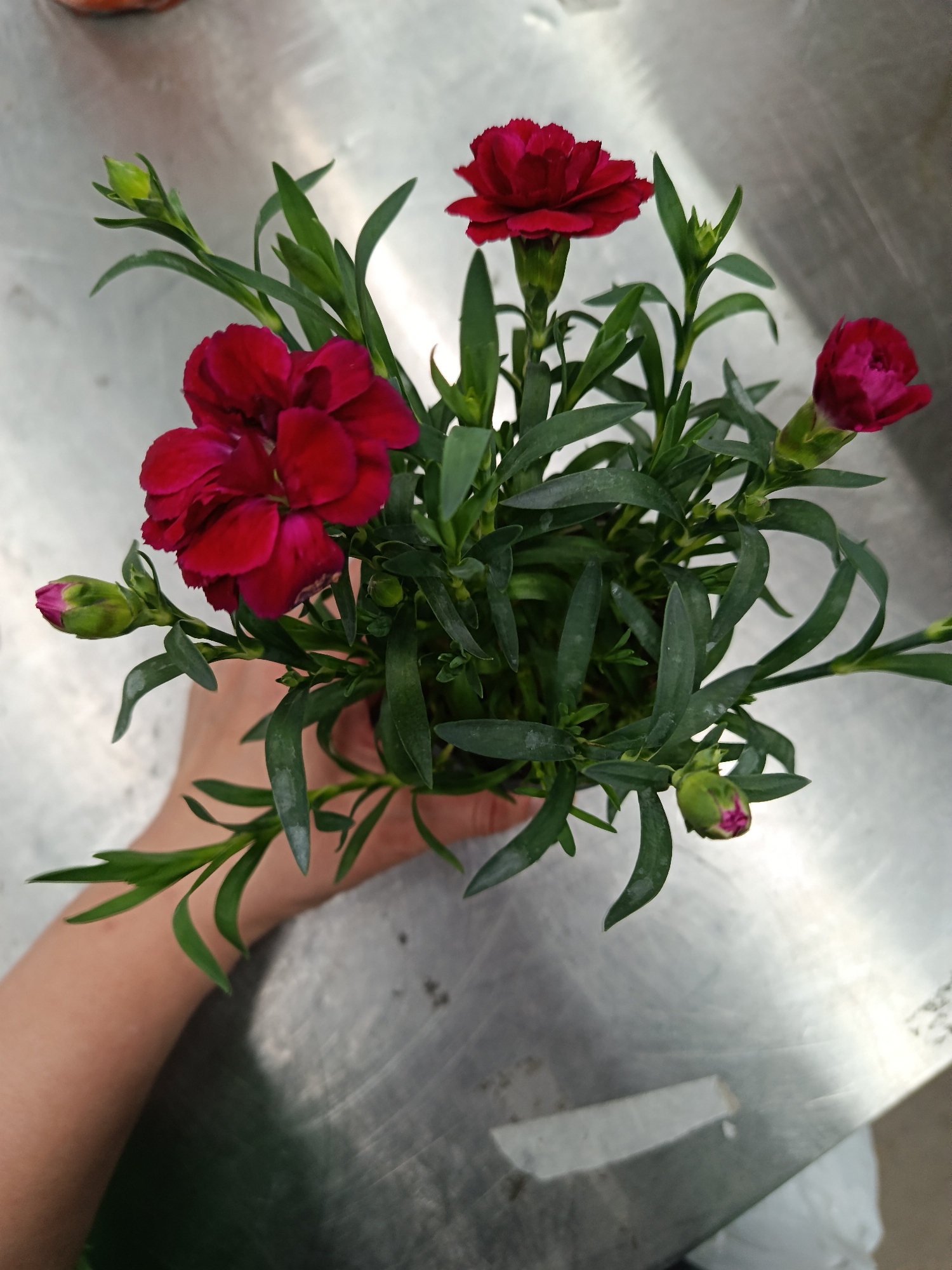 The image shows a close-up, overhead shot of a small potted plant held in a person's hand. The plant features dark red carnation flowers in various stages of bloom, with some buds still closed. The leaves are long, thin, and green. The hand holding the plant is light-skinned. The background is a brushed stainless steel surface. There is no indication of the location being Moscow, Russia.