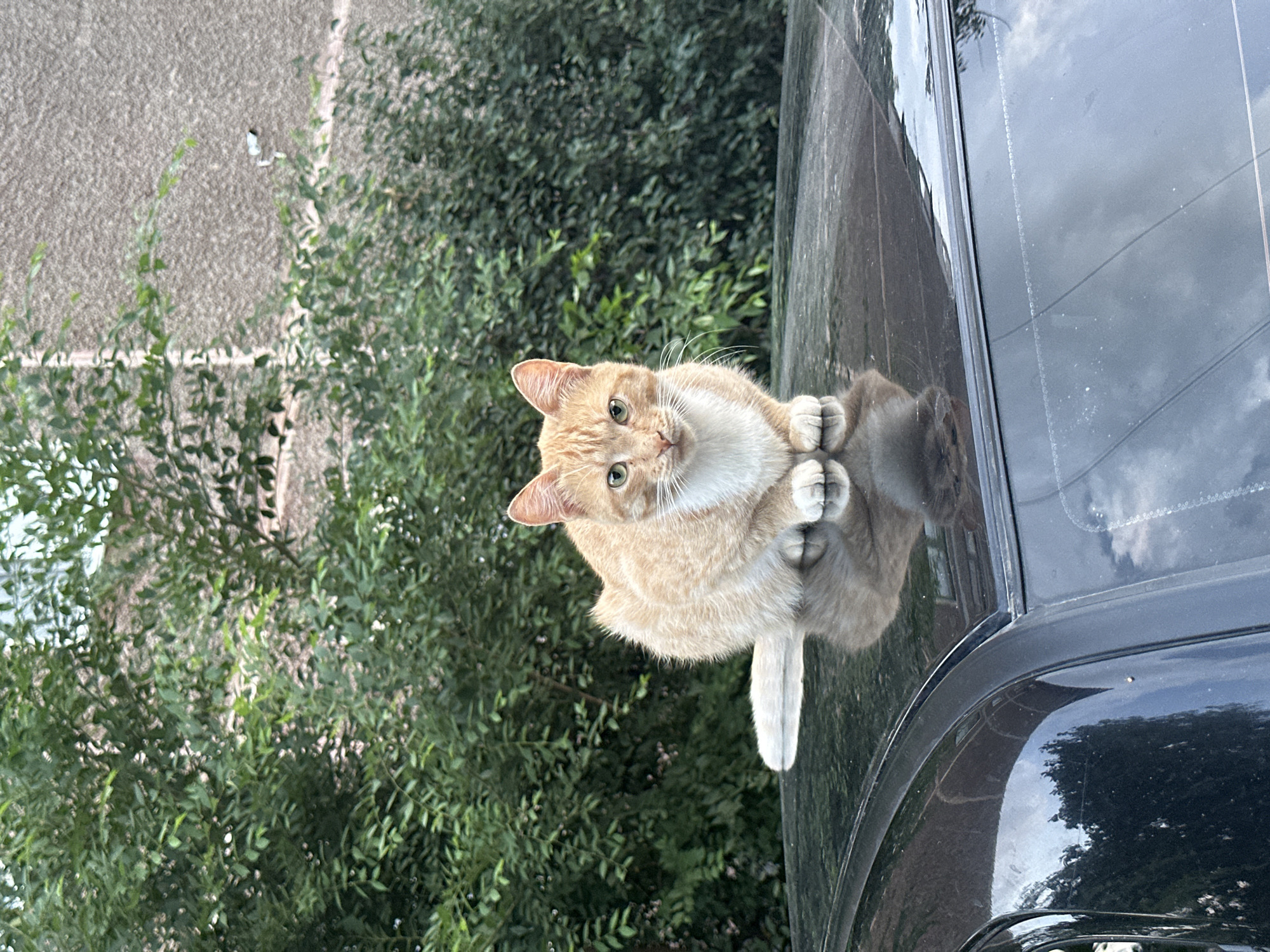 An orange and white cat is sitting on the roof of a black car. The cat is facing the camera with its paws tucked underneath it. The background is a blur of green foliage and a textured gray wall. The car roof appears to be wet, reflecting the sky and surrounding trees. The image is taken outdoors, likely in a residential area. There is a security camera visible on the wall in the background. The location is identified as Energetik, Russia.