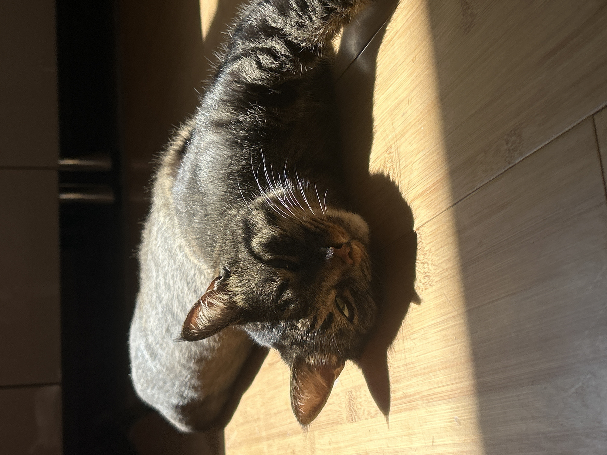 A tabby cat is lying on its side on a wooden floor. The cat is facing left and its eyes are closed. The cat's fur is gray and brown with black stripes. Sunlight is shining on the cat from the right, casting a shadow on the floor. The background is dark and out of focus. There is no information to determine the location in the city of Khyrdalan, Azerbaijan.