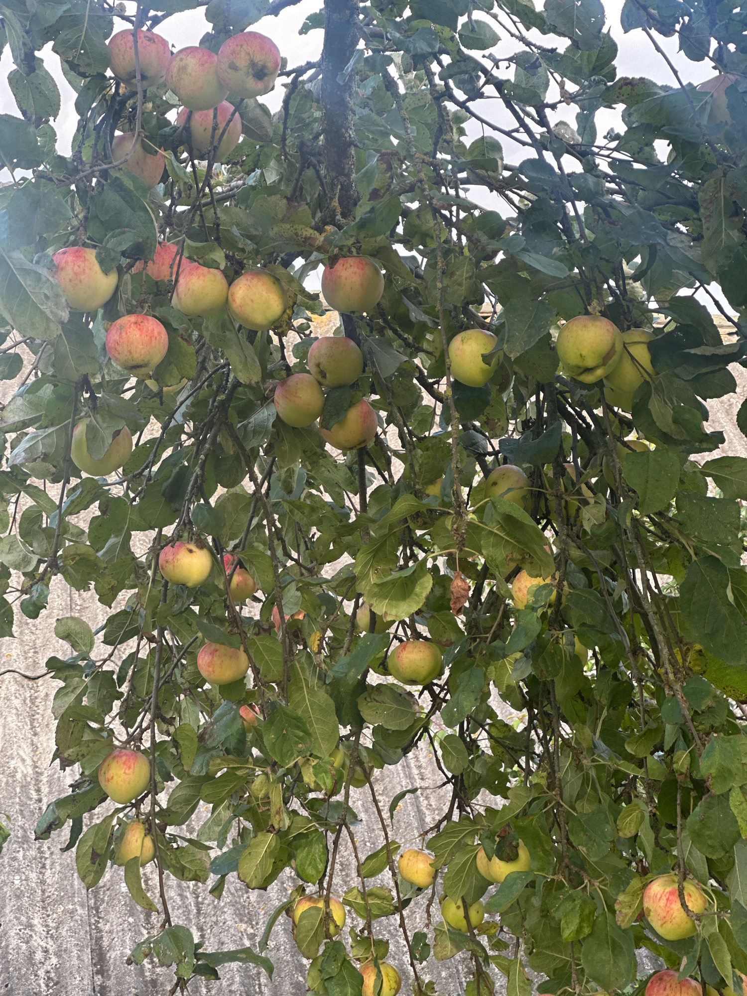 The image shows an apple tree laden with ripe apples, hanging from branches against a backdrop of a grey, textured wall. The apples vary in color from green to red, with some showing a blush of pink or yellow. The tree is dense with green leaves, some of which appear to be drying or have brown spots, suggesting a late summer or early autumn harvest. The lighting suggests an overcast day. The scene is likely in an outdoor setting, possibly a garden or orchard, within the Хацюхоўскі сельскі Савет region of Belarus, given the context. There are no people visible in the image.