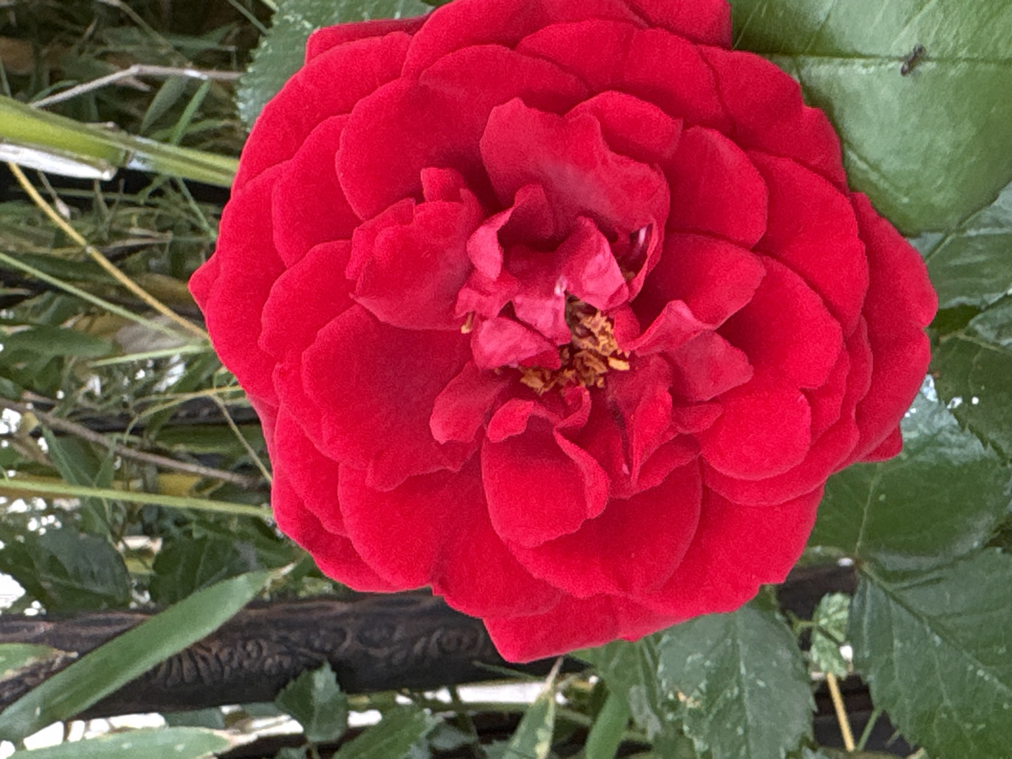 A close-up photograph captures a vibrant red rose in full bloom. The rose is composed of numerous tightly packed petals, which are soft and velvety in appearance. At the center of the bloom, the petals are more condensed and conceal a small cluster of yellow stamens. The rose is surrounded by green foliage, and a section of a dark, decorative fence can be seen behind the rose, along with some other greenery and stems. The location appears to be an outdoor garden or park setting. The presence of a rose garden would align with the types of greenery and fences you find in the parks around Plovdiv, Bulgaria.