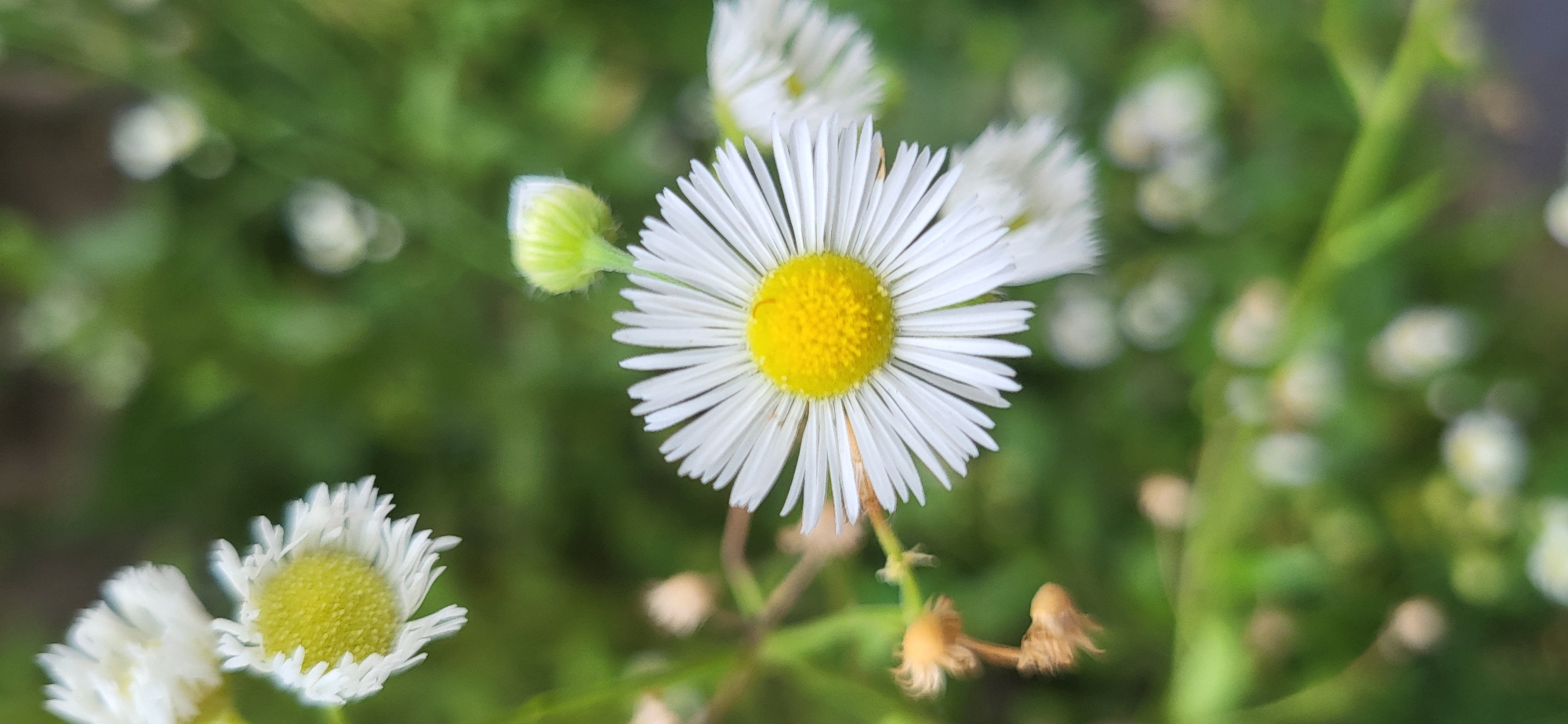 A close-up, vertical shot focuses on a field daisy with a bright yellow center and numerous white ray florets. The daisy is positioned in the lower right quadrant of the image. Several other daisies, some in focus and some blurred, are visible in the background, along with a green, out-of-focus leafy environment. To the left of the main daisy, there are some dried brown seed heads. The overall impression is of a natural outdoor setting, possibly a meadow or roadside in Tetianivka, Ukraine, during daylight hours.