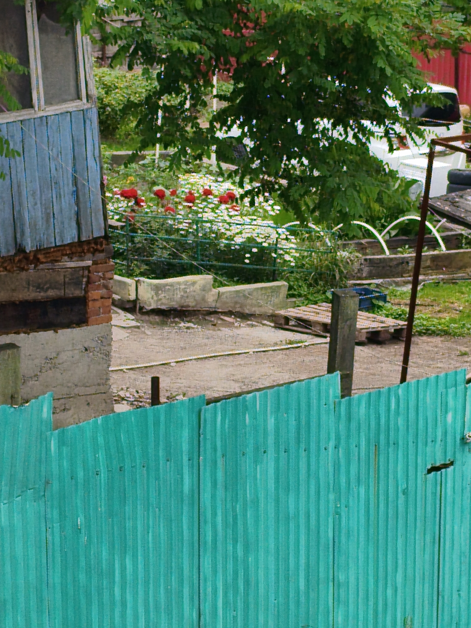 This is a vertical, medium-shot, outdoor photograph taken in a backyard or garden area. In the foreground, a bright turquoise corrugated metal fence runs horizontally across the lower portion of the frame. The fence is partially obscured by the view. Behind the fence, a gravel path is visible, bordered by concrete structures. To the left, a portion of a weathered wooden structure with blue siding and brick detailing is present.
In the midground, a flowerbed with numerous red roses and white daisies is illuminated by sunlight. Beyond the flowerbed, a dense green tree canopy dominates the upper half of the image. Partially visible through the foliage is the white rear of a vehicle. Additional garden elements, including wooden pallets, metal pipes, and plastic tubing, are scattered throughout the midground and background. The overall scene suggests a slightly overgrown and utilitarian backyard setting, possibly in Vladivostok, Russia, given the context.