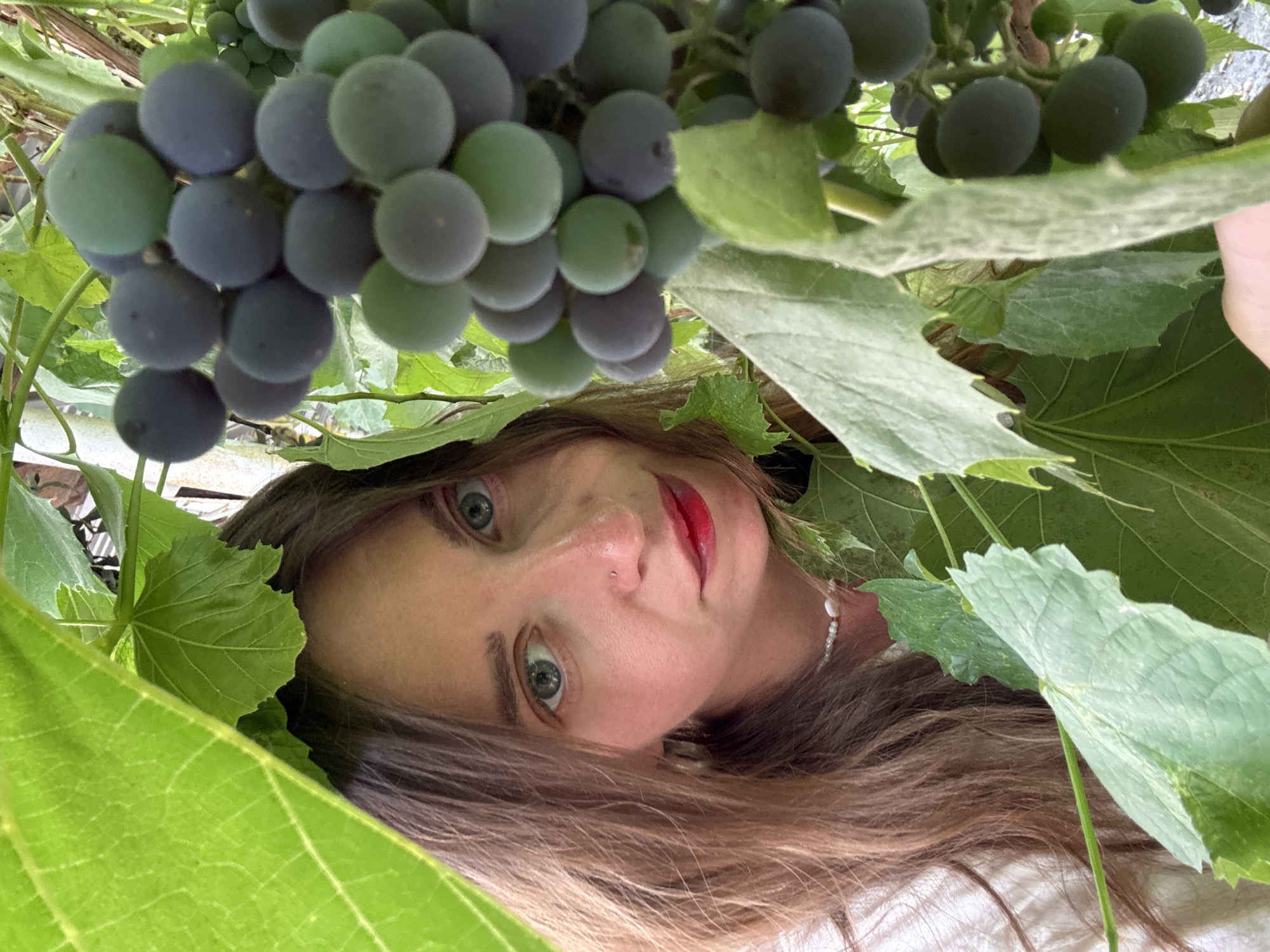In Sol-Iletsk, Russia, a young woman with light brown hair and blue eyes is partially obscured by large green grape leaves. She is wearing a white shirt and a pearl necklace. Her face is turned towards the camera, and she has red lipstick on. A bunch of grapes, with some green and some dark purple, hangs in front of her. The background is out of focus, showing greenery and what appears to be a wooden fence or structure.