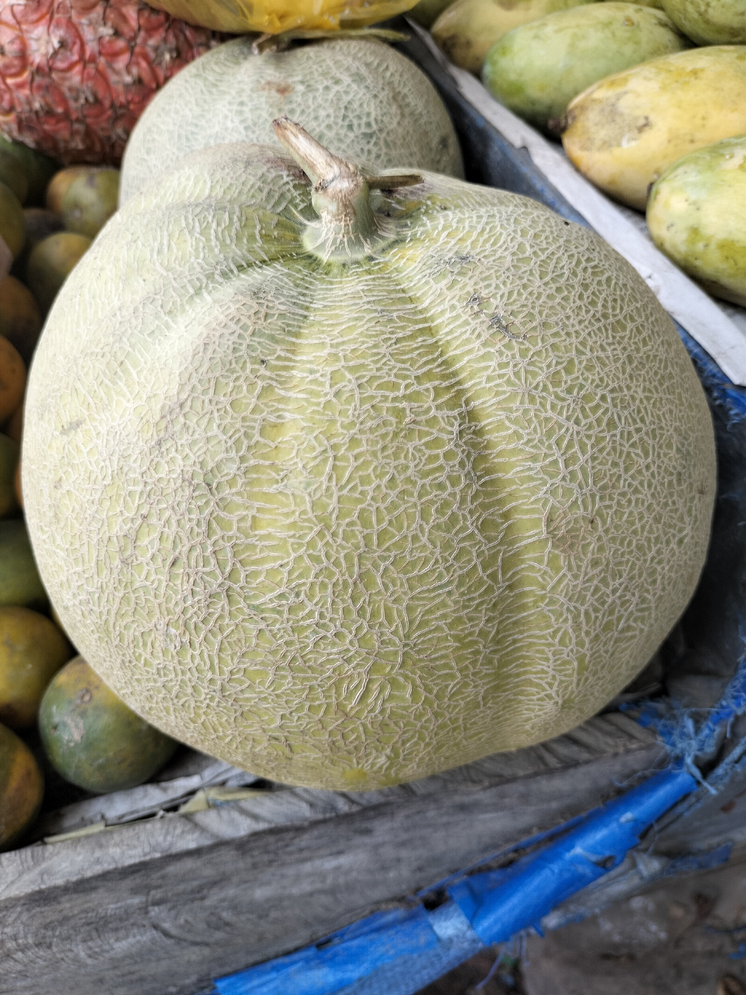 In Kotapantonlabu, Indonesia, a close-up, overhead shot focuses on a large, pale green cantaloupe with a textured, netted rind. The cantaloupe is the primary subject and occupies the majority of the frame, positioned in the foreground. It rests on a surface that appears to be a wooden crate or market stall, with other fruits visible in the background. To the left of the cantaloupe, partially obscured, is a spiky, reddish-pink fruit, possibly a pineapple. Behind the main cantaloupe and slightly to the left, another similar cantaloupe is visible. To the right and in the background, a selection of yellow and green mangoes are arranged. The scene suggests a market setting where fruits are displayed for sale. The lighting is natural and appears to be daylight, illuminating the textures and colors of the fruits. No people are visible in the image. The overall impression is of a fresh produce display in an Indonesian marketplace.