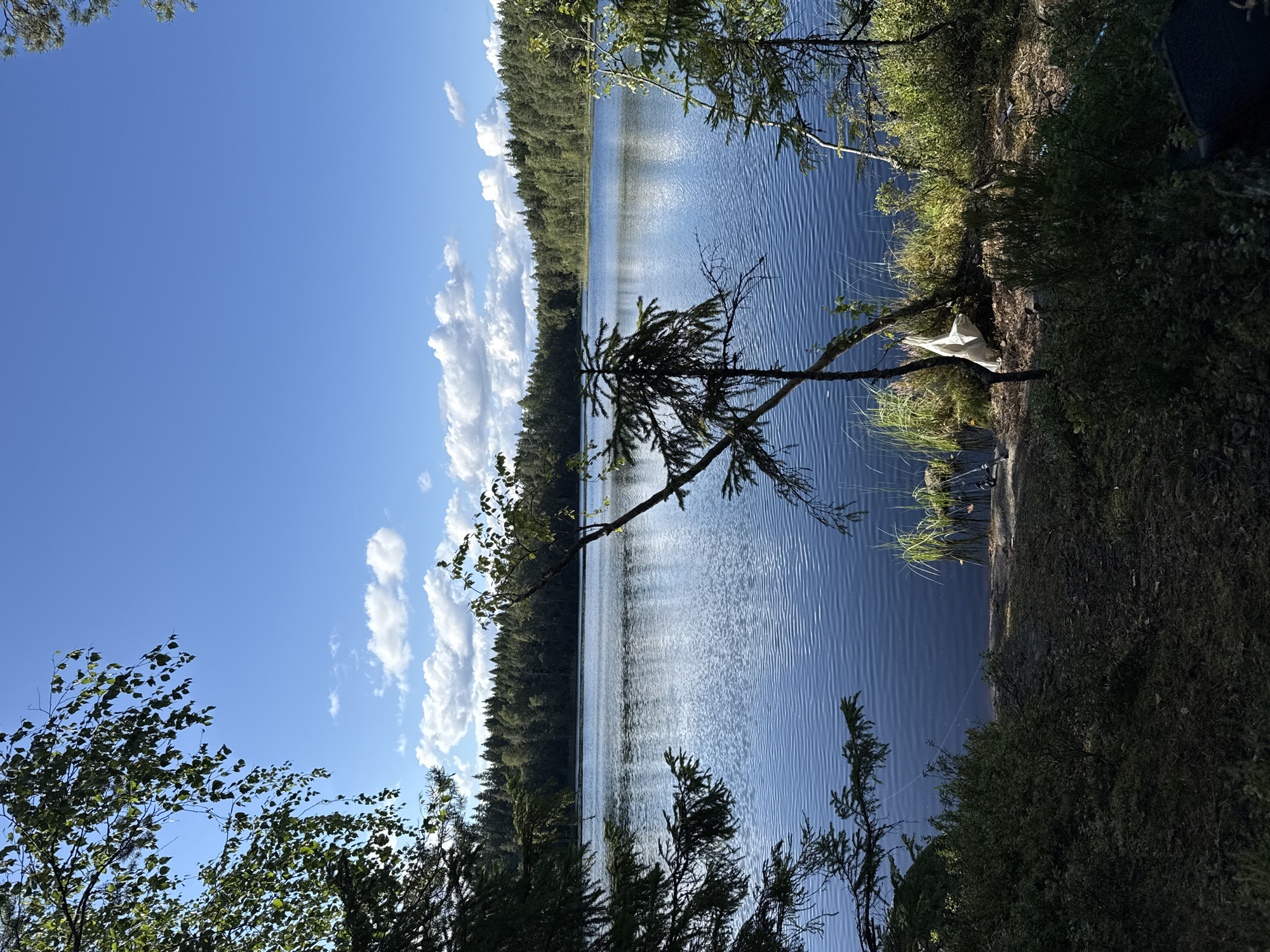 The image depicts a serene lakeside scene, likely in Tampere, Finland, given the typical Finnish landscape. The foreground is dominated by dark, dense vegetation and foliage, with several trees, including a sparse pine sapling in the center, casting shadows. A light-colored bag hangs from a slender tree branch near the water's edge. Beyond the vegetation, a calm, blue lake stretches out, its surface rippling gently. The far shore is lined with a dense forest of mixed coniferous and deciduous trees, typical of the Finnish wilderness. The sky above is a vibrant blue, punctuated by fluffy white clouds. There are no people or animals visible in the image, and no specific landmarks that pinpoint a precise location within Tampere. The overall impression is one of tranquility and natural beauty.