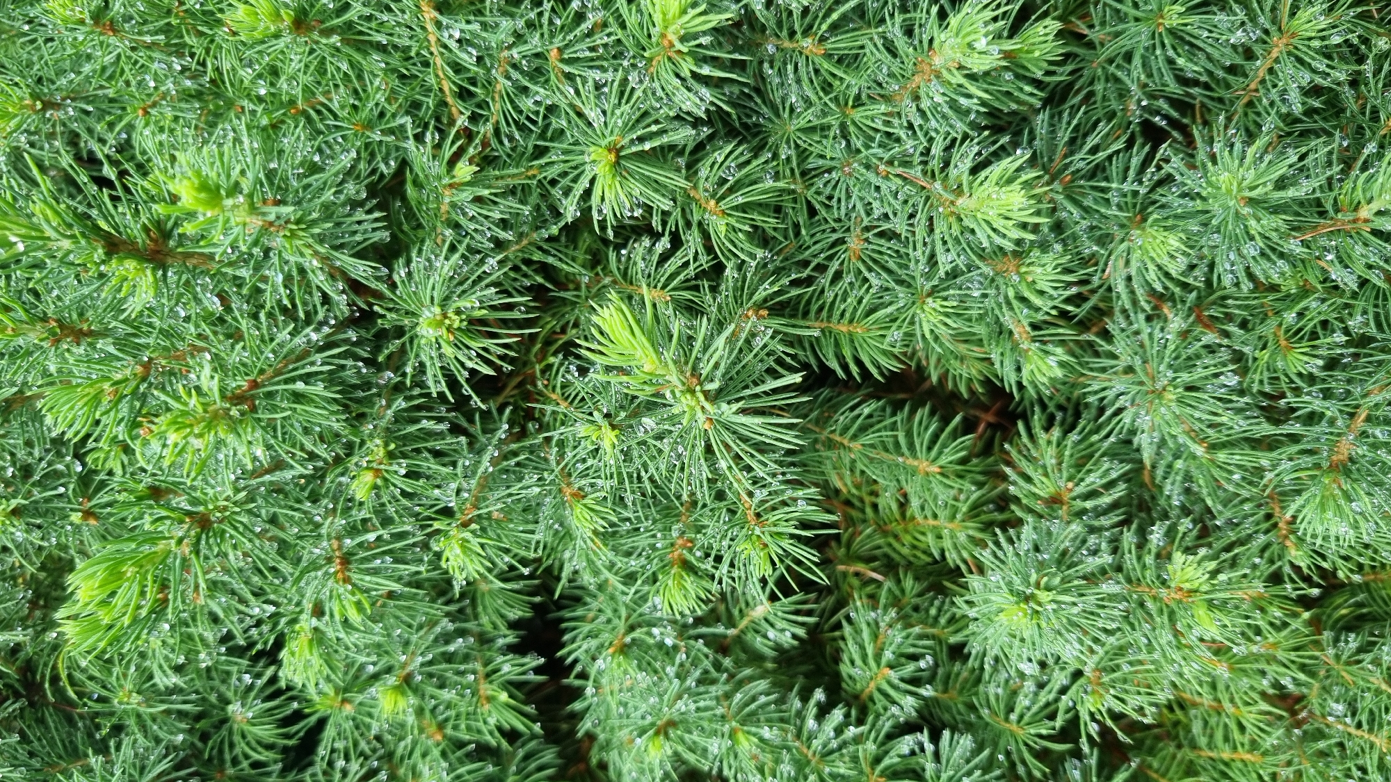 The image is a close-up, overhead shot of fir tree branches, likely in the city of Solnechnaya Polyana-3 SNT, Russia. The branches are densely packed and covered with fresh green needles, some of which have a lighter, vibrant green hue at their tips, indicating new growth. Numerous small, clear water droplets are visible clinging to the needles, suggesting recent rain or dew. The background is filled with more branches and needles, creating a textured, natural scene with no discernible human presence or activity. The lighting is even, highlighting the details of the foliage and the water droplets.