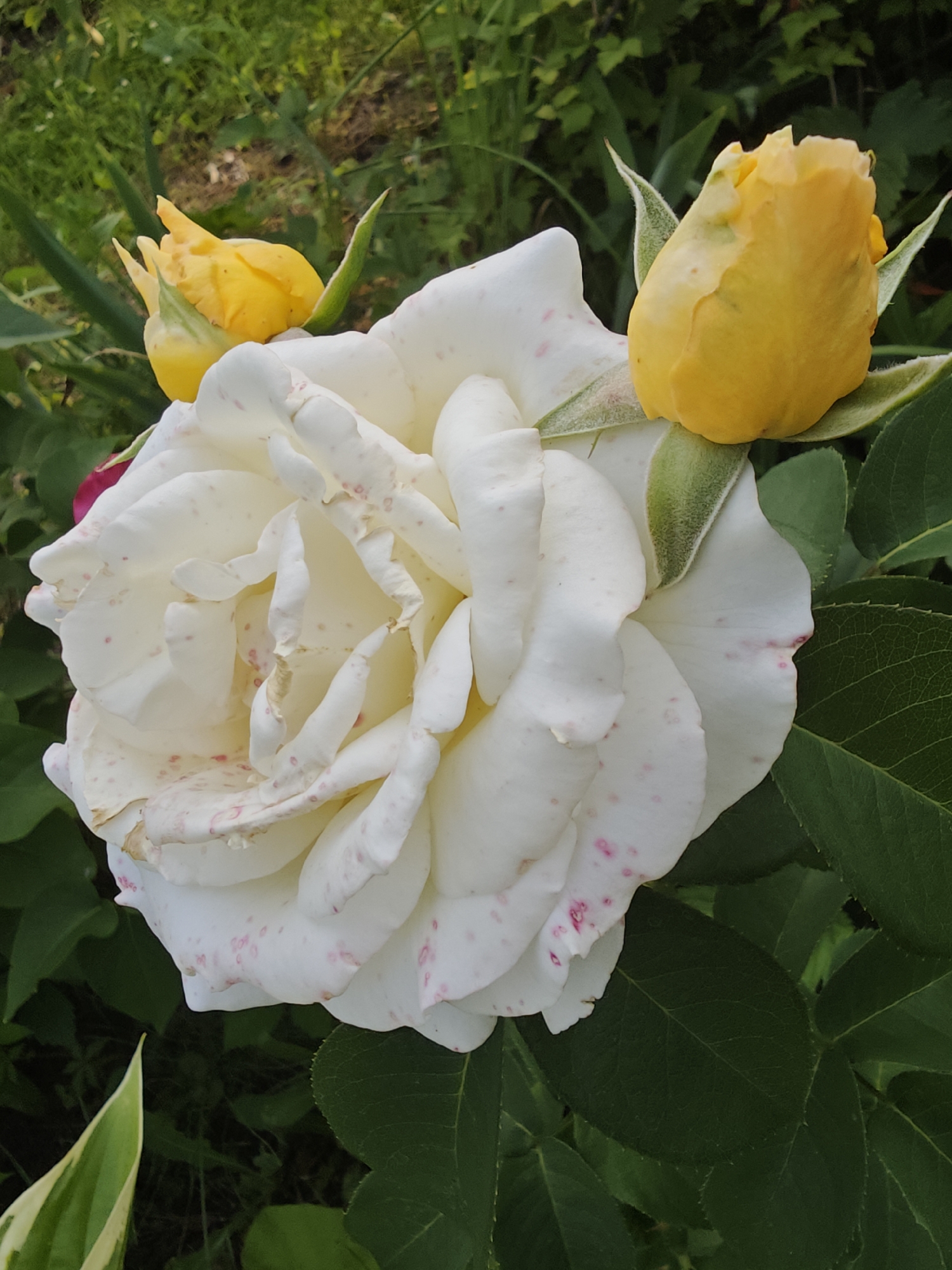 A close-up, high-angle shot captures a large, partially opened white rose with delicate pink speckles on its petals. The rose is positioned in the center of the frame, with two unopened yellow rose buds to its upper left and upper right. The rose and buds are surrounded by lush green foliage. The background consists of blurred green leaves and grass, suggesting an outdoor garden setting. The lighting appears natural, with soft shadows indicating daylight. No people or animals are visible. The image appears to be taken in the city of Unknown, Unknown.