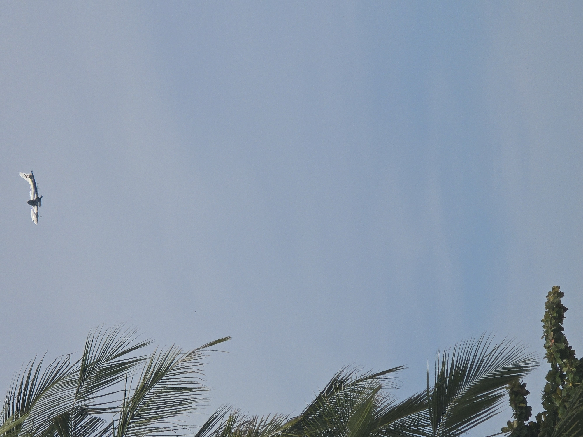 An image shows a bird in flight against a clear blue sky. The bird is white with black accents and appears to be a seabird. Its wings are spread wide as it soars through the air. In the foreground, the fronds of palm trees are visible, their green leaves fanning out against the sky. To the right, a lush green tree with dense foliage stands tall, its branches reaching upwards. The scene suggests a tropical or coastal location, possibly during the daytime given the bright sky. There is no visible text in the image.