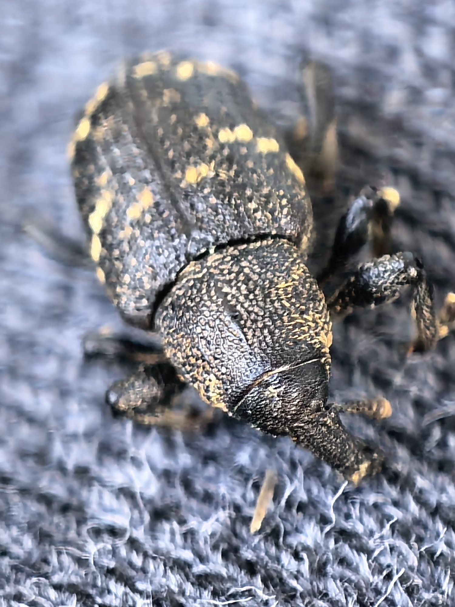 A close-up photograph depicts a weevil, a type of beetle, resting on a textured gray surface resembling fabric. The weevil is predominantly black with scattered yellow markings on its body. Its distinctive long snout is visible. The background is out of focus, highlighting the weevil as the primary subject. The location is Unknown, Unknown.