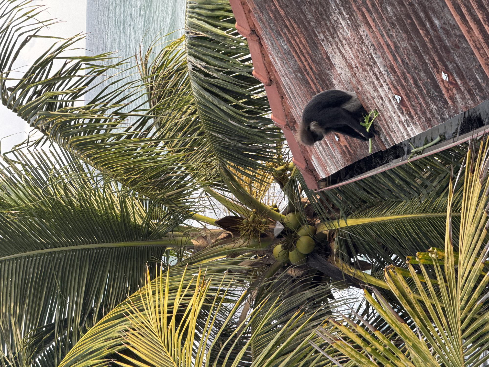 In Ahangama, Sri Lanka, a dark-furred langur monkey with grey fur on its chest sits on a rusty, corrugated metal roof. The monkey is holding a green leafy plant in its hands, appearing to eat it. The roof is angled downwards to the right. Behind the monkey, a palm tree with green coconuts is visible, its fronds extending towards the ocean. The ocean is visible in the background, with gentle waves. The sky is overcast.