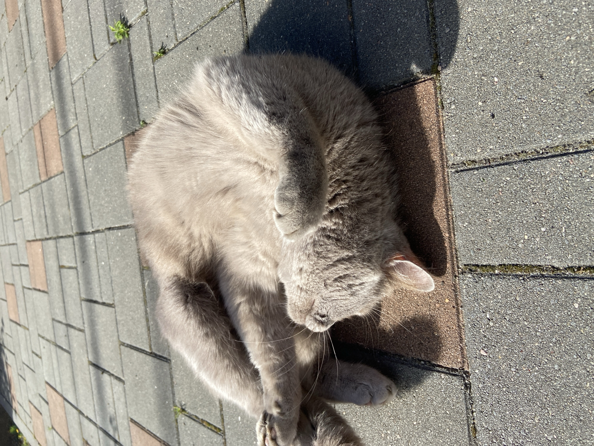 A light gray cat is lying on its back on a paved surface. The cat's paws are curled up near its chest. The paving stones are a mix of gray and reddish-brown. The sun is shining, casting a shadow of the cat on the ground. Some small green plants are growing in the cracks between the paving stones. The scene is outdoors, possibly in a courtyard or on a sidewalk. There is no indication of the specific location within Зимородок Днп, Russia.