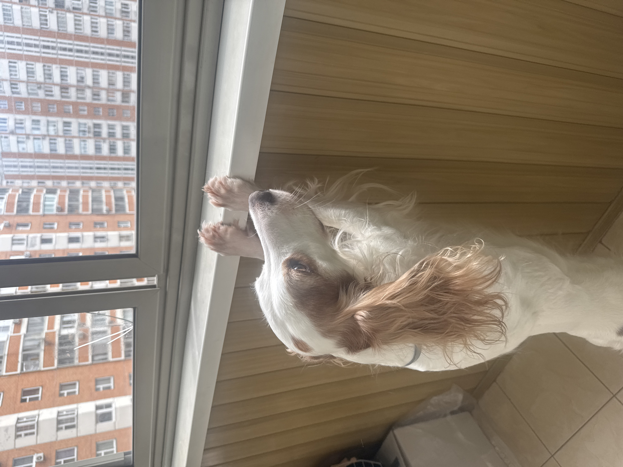 An English Setter dog is standing on its hind legs, with its front paws resting on a white ledge. The dog's head is turned to the right, looking out a window. Through the window, apartment buildings with orange and white facades are visible. The interior wall behind the dog is paneled with light brown wood. The dog has white fur with brown markings on its head and ears. A light blue collar is visible around its neck. The floor appears to be tiled.